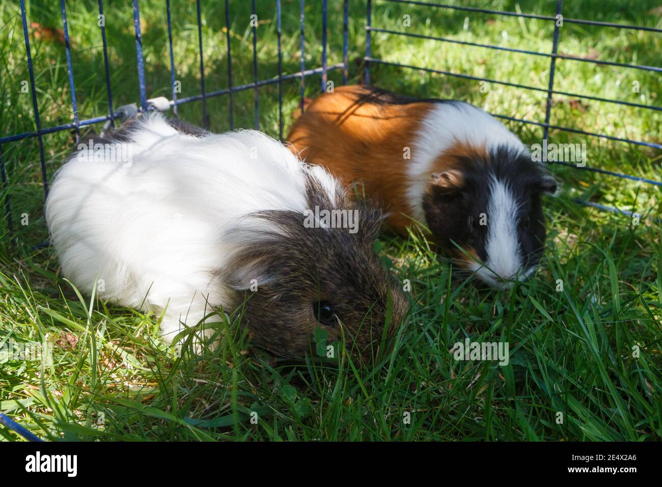 Guinea pigs in a wire fencing in a garden Stock Photo Alamy