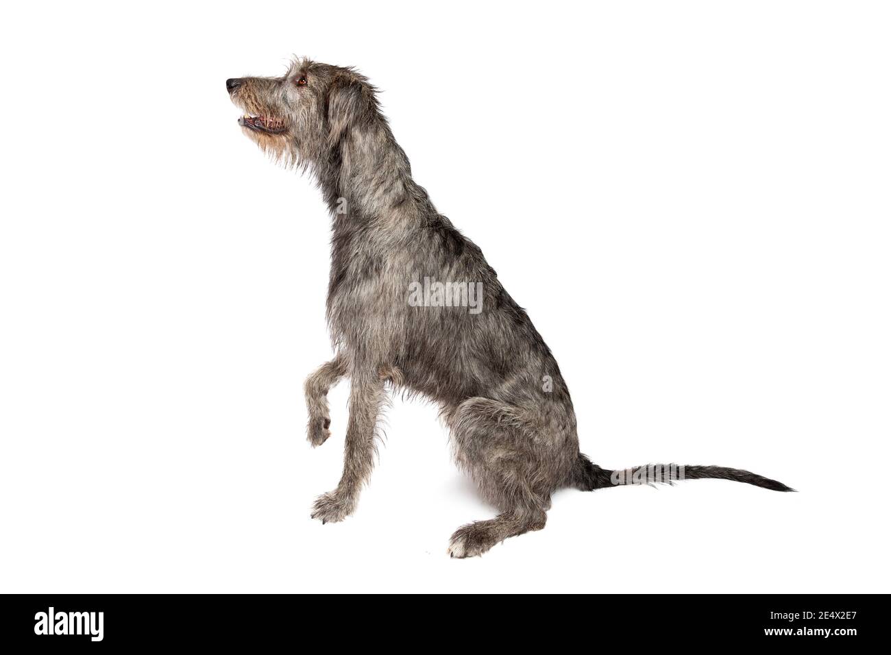 Irish wolfhound in front of a white background Stock Photo