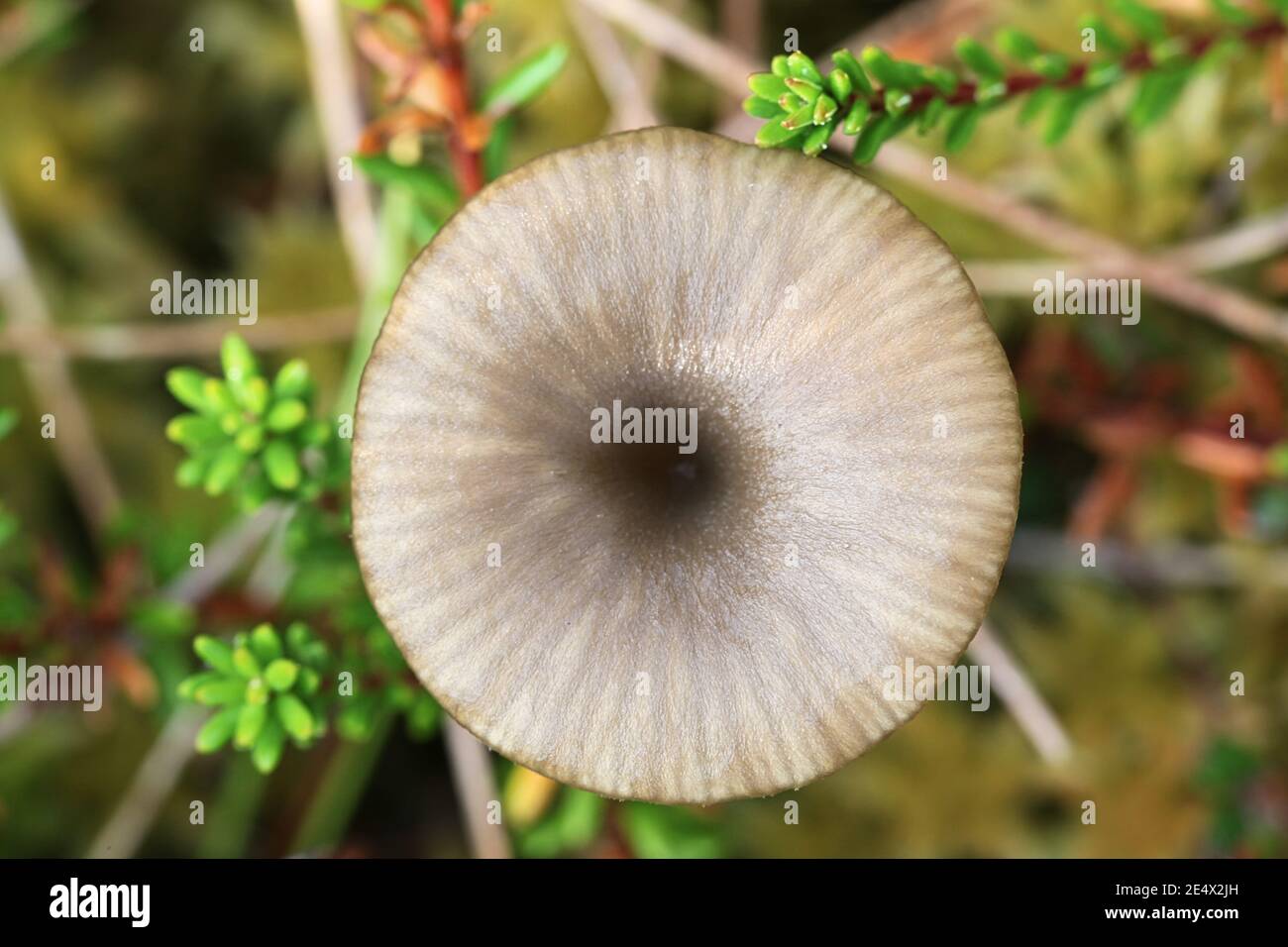 Arrhenia onisca, also called Omphalina oniscus, commonly called slater navel, wild mushroom from Finland Stock Photo