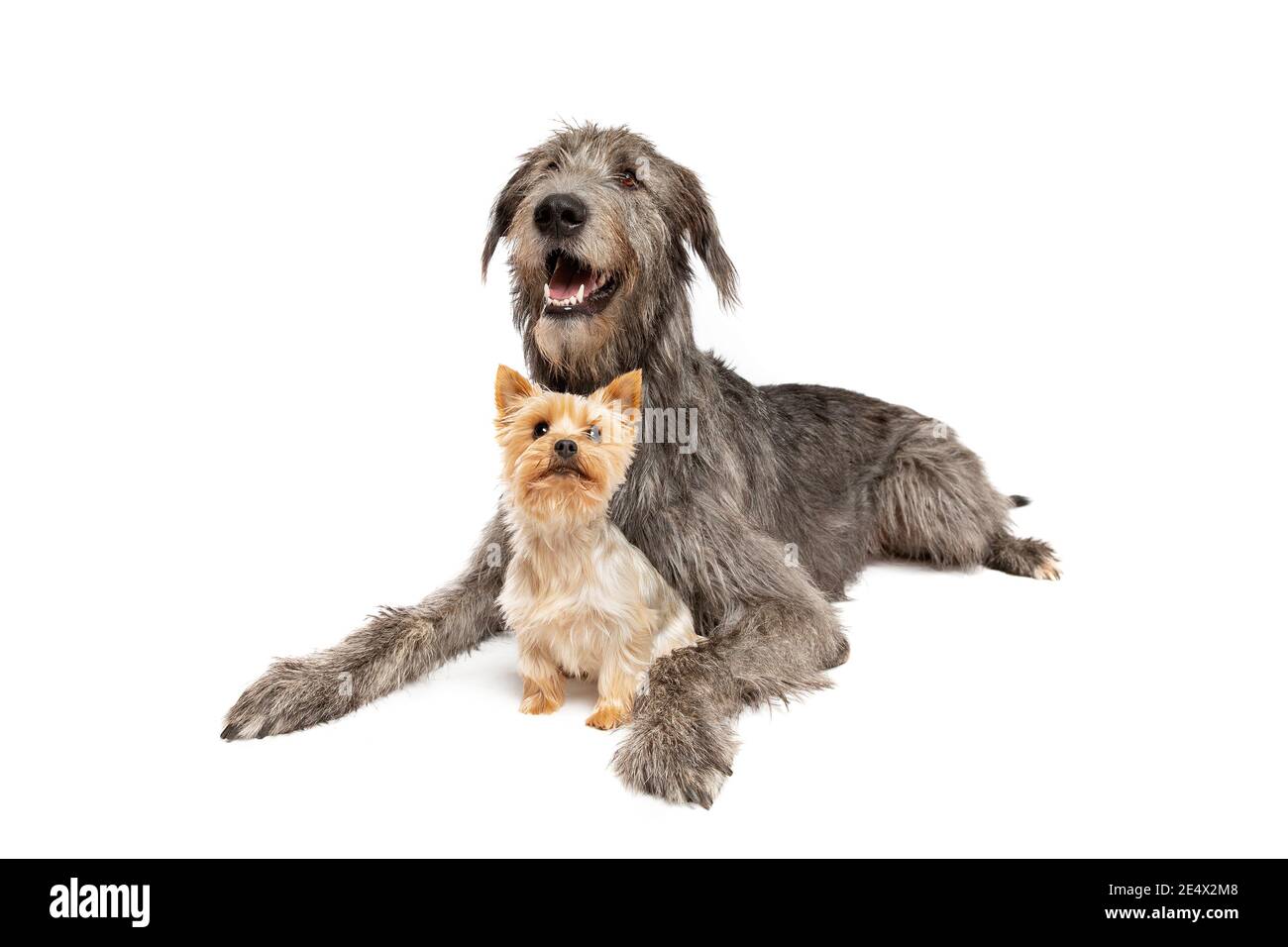 Irish wolfhound cheap terrier