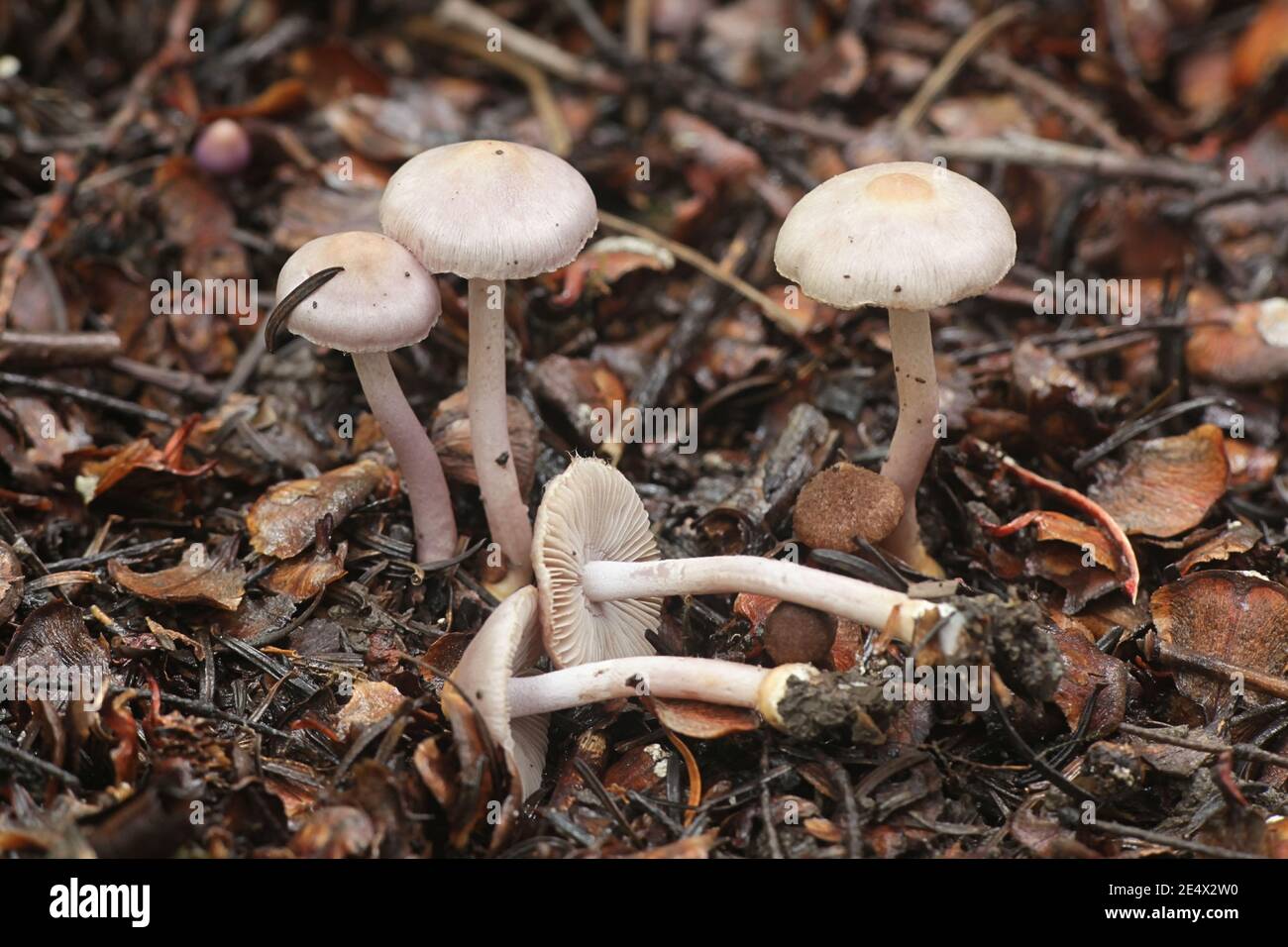 Inocybe lilacina (Inocybe geophylla var. lilacina), known as Lilac Fibercap, wild mushrooms from Finland Stock Photo