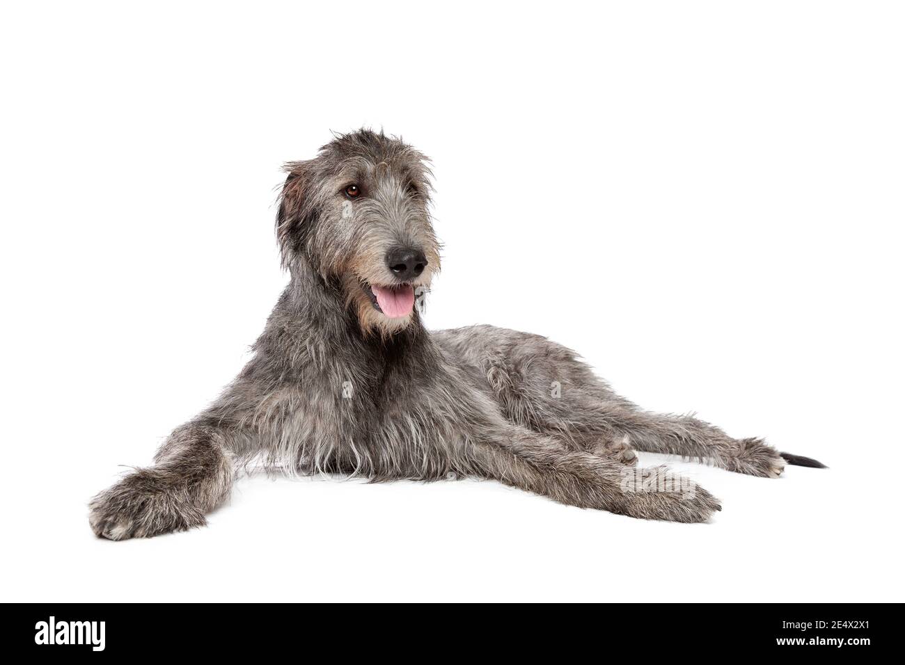 Can Irish Wolfhound Be White