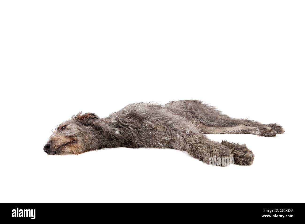 Irish wolfhound in front of a white background Stock Photo