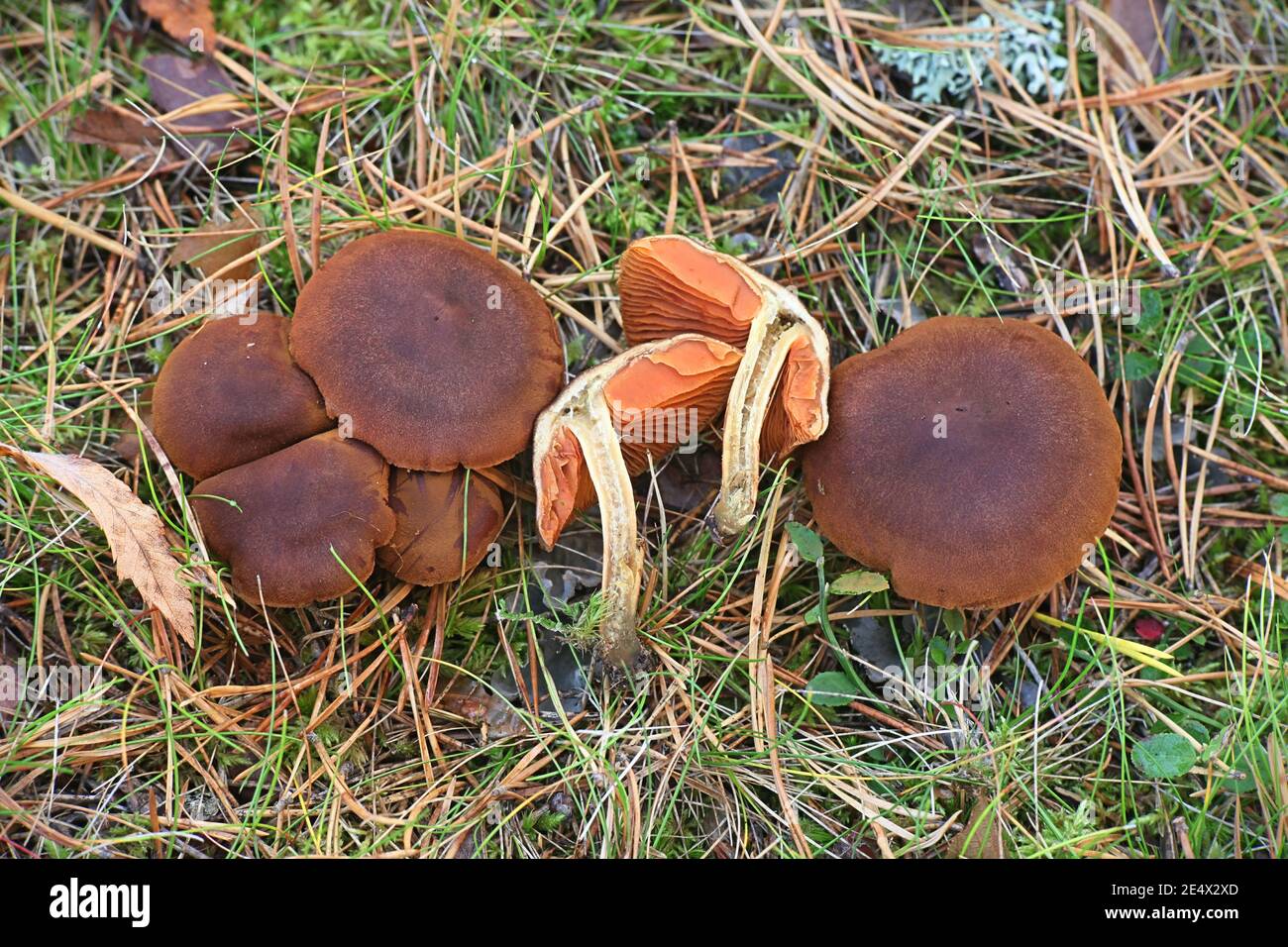 Cortinarius cinnamomeus, also called Dermocybe cinnamomea, Cinnamon Webcap, wild mushroom from Finland Stock Photo