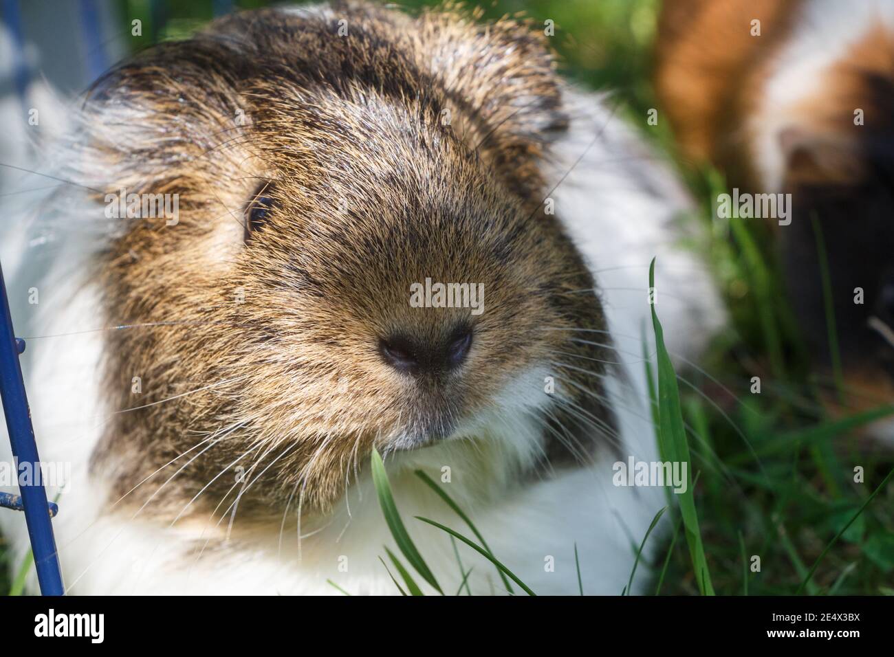 Guinea pig grass hi-res stock photography and images - Alamy - Guinea Pig Hay Vs Grass