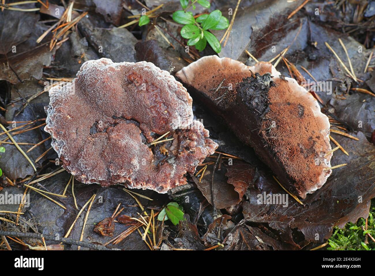 Hydnellum ferrugineum, known as the mealy tooth or the reddish-brown corky spine fungus, wild mushroom from Finland Stock Photo