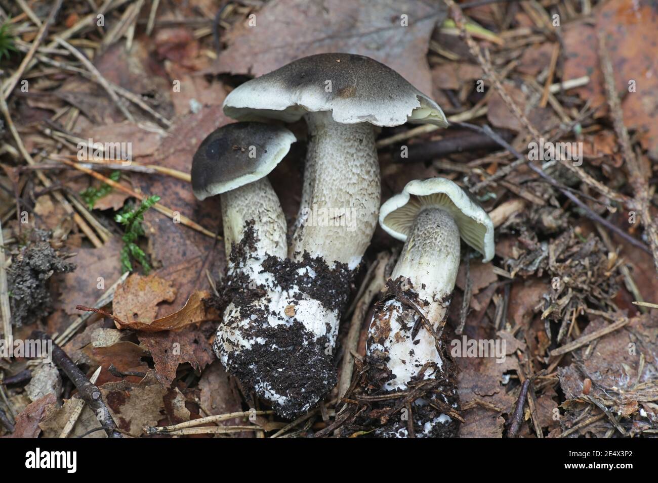 Tricholoma saponaceum var. squamosum, known as the soap-scented toadstool, soapy knight or soap tricholoma, wild mushroom from Finland Stock Photo