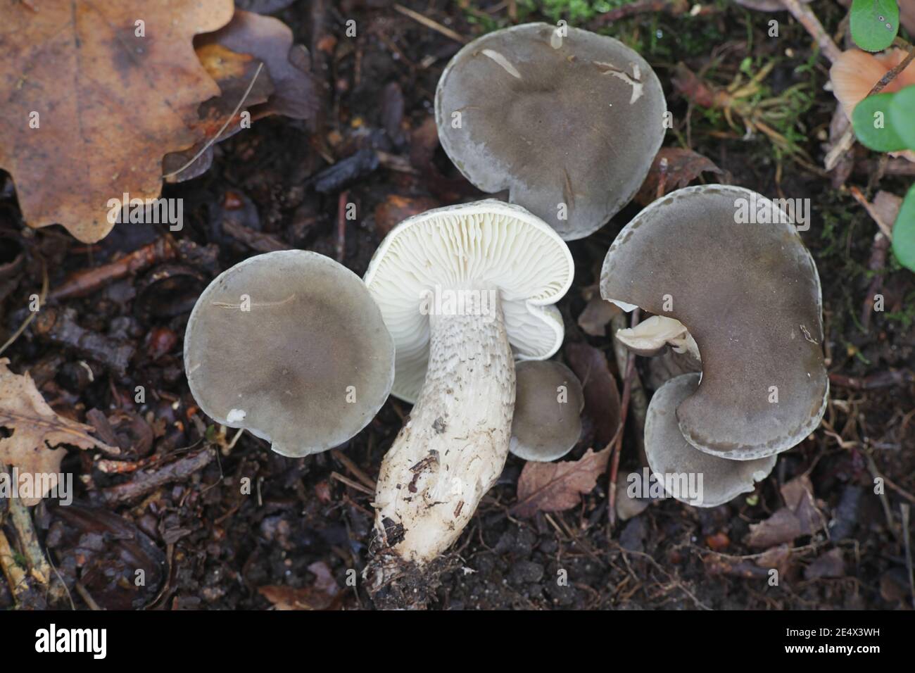 Tricholoma saponaceum var. squamosum, known as the soap-scented toadstool, soapy knight or soap tricholoma, wild mushroom from Finland Stock Photo