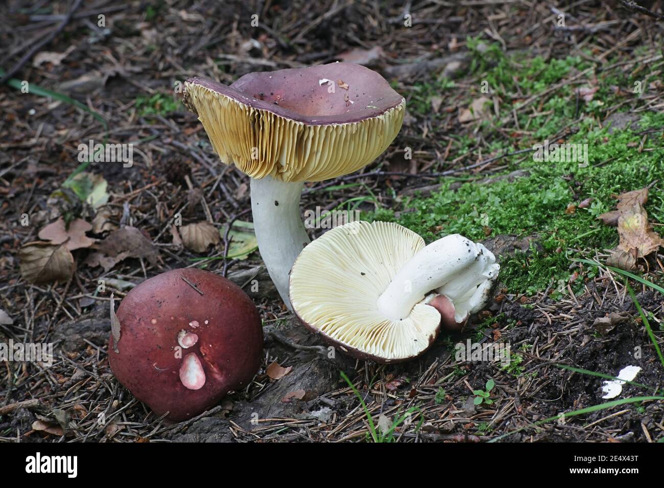 Russula vinosa, known as the Darkening Brittlegill, wild mushroom from Finöand Stock Photo