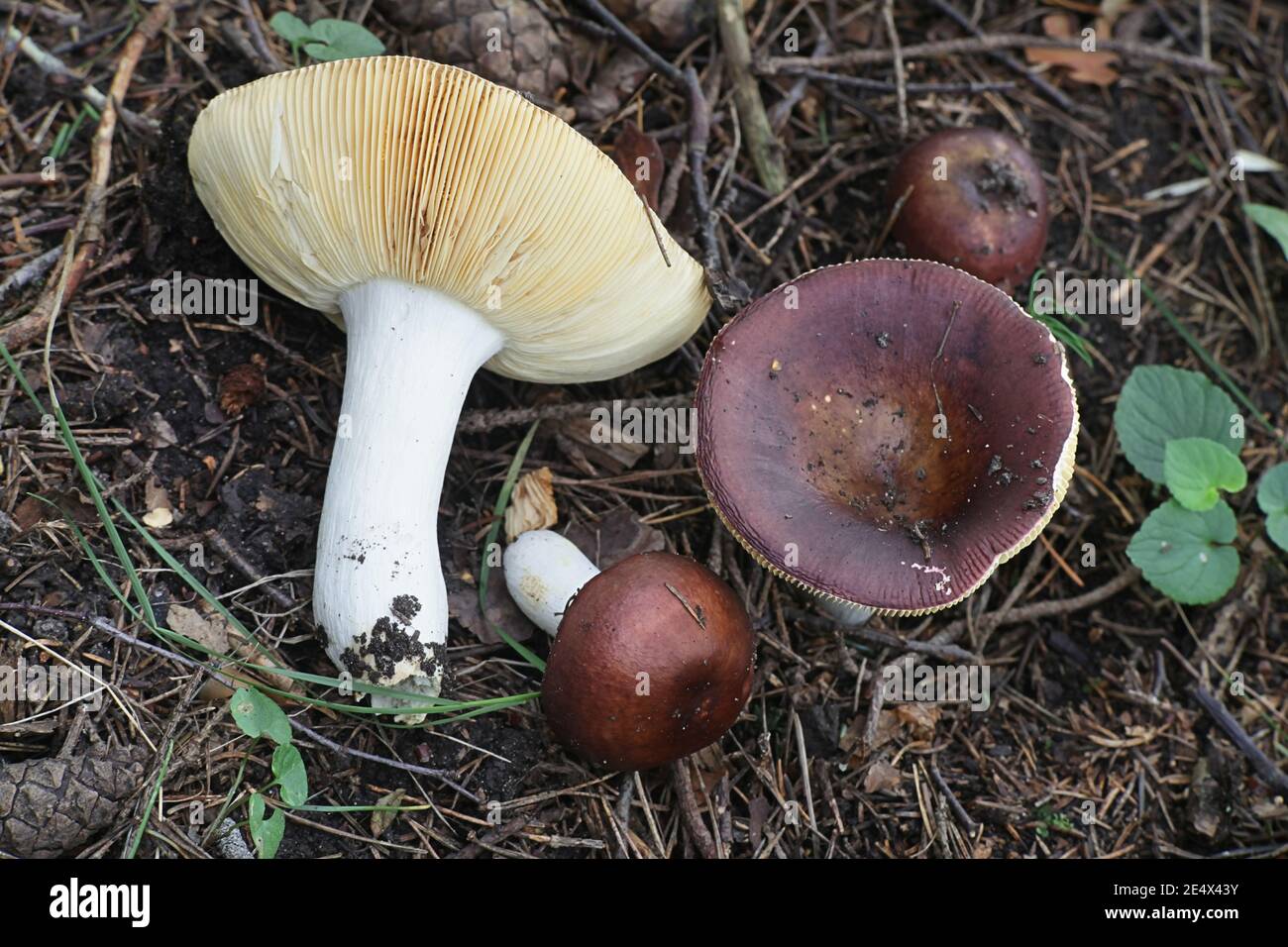 Russula vinosa, known as the Darkening Brittlegill, wild mushroom from Finöand Stock Photo