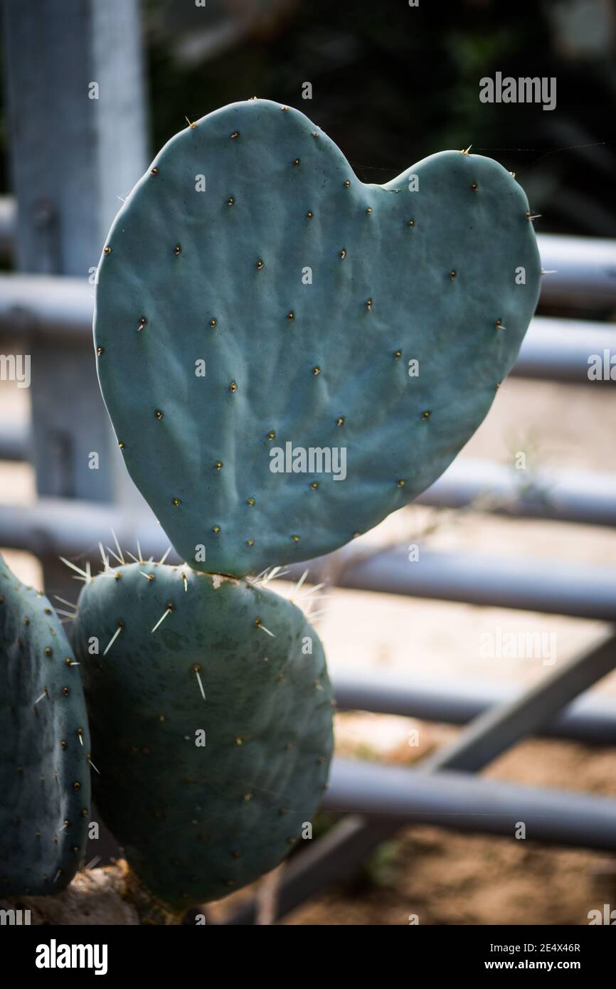 Close up of a heart shaped cactus leaf - possible concept for love of  hiking or thorny relationships Stock Photo - Alamy