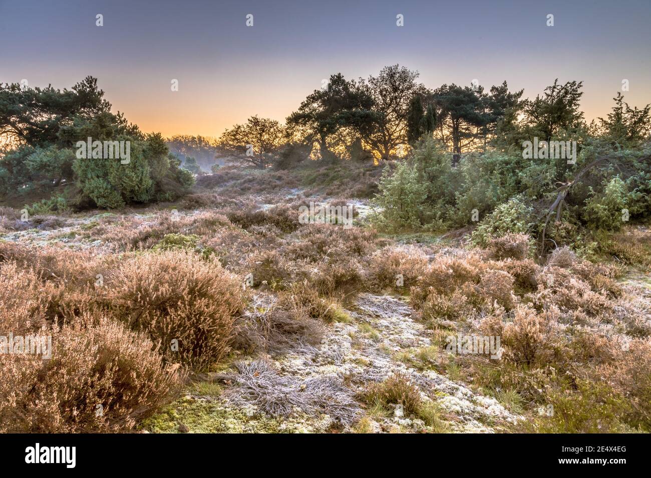 Heathland in hilly terrain on a cold morning with hoarfrost in november, Drenthe Province, the Netherlands. Landscape scene in nature of Europe, Stock Photo