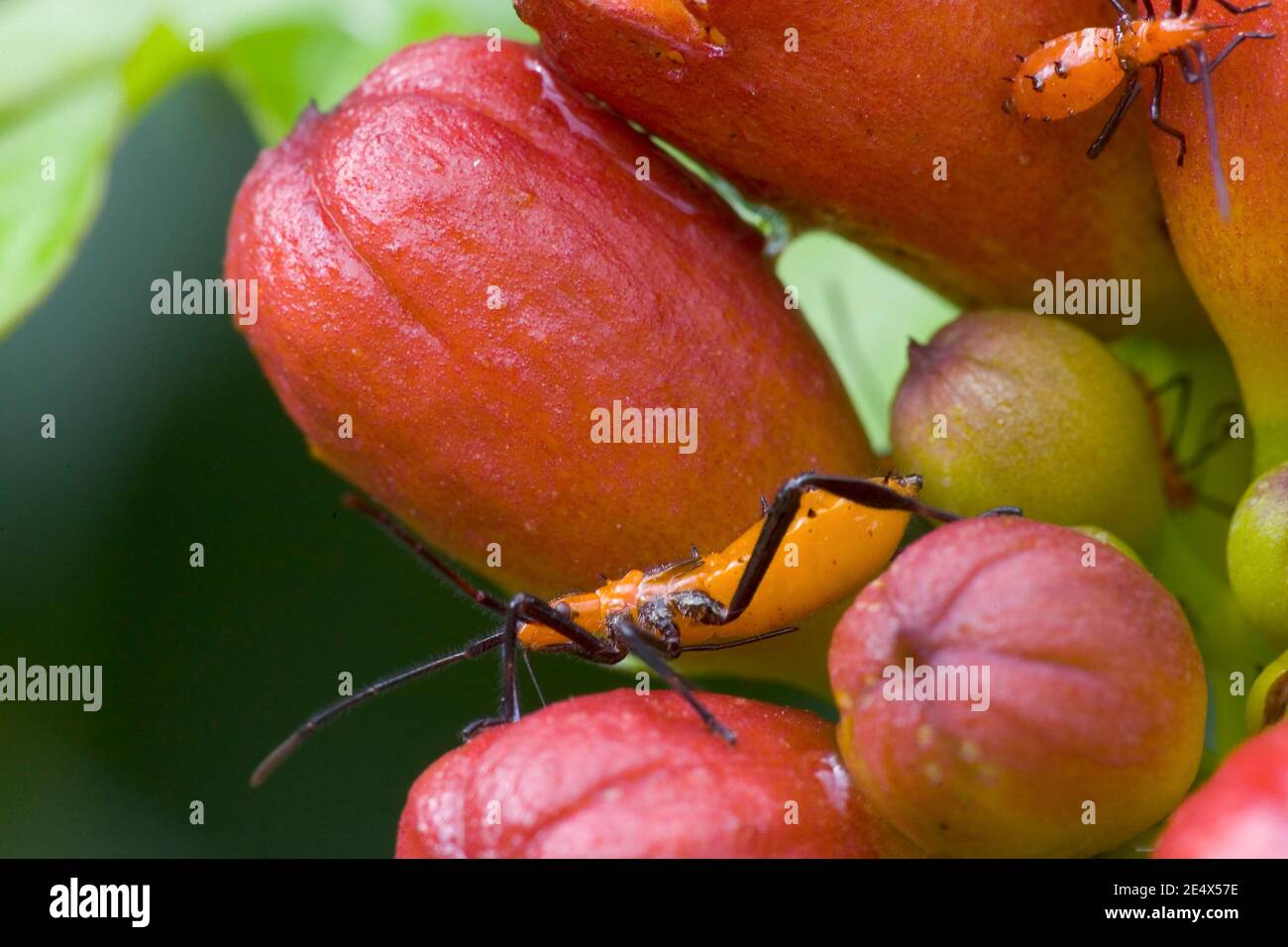Leaf footed beetle nymph (Leptoglossus phyllopus) on a trumpet vine flower bud (Campsis radicans). Monroeville, Alabama.   Kingdom: Animalia Phylum: A Stock Photo