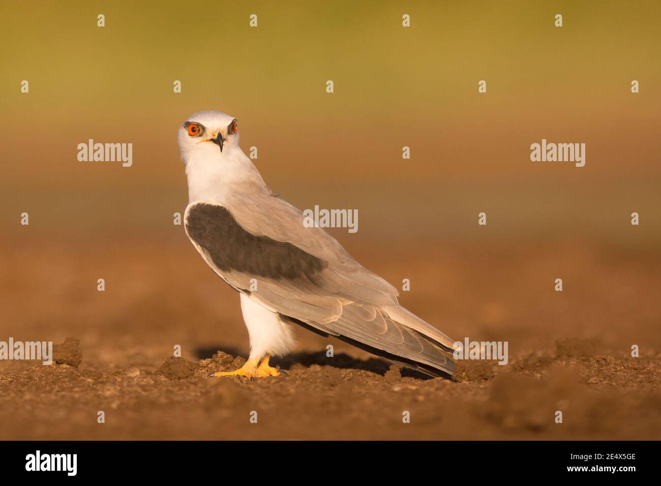 Black-winged kite (Elanus caeruleus) perched on a branch. Also called the black-shouldered kite, this bird of prey is found in sub-Saharan Africa and Stock Photo