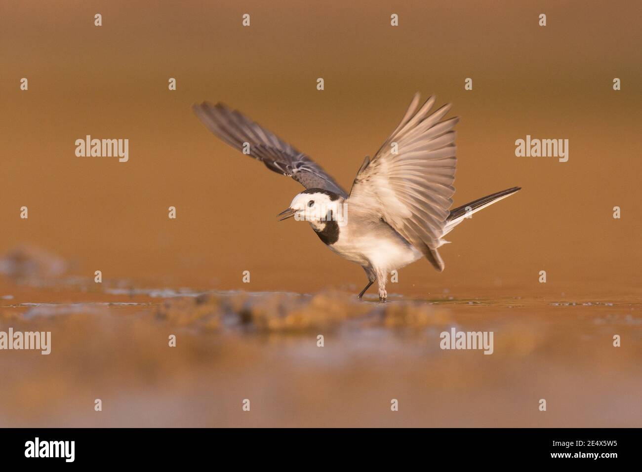 White wagtail (Motacilla alba) standing in a water pool. White wagtails are insectivorous, preferring to live in open country where it is easy to spot Stock Photo