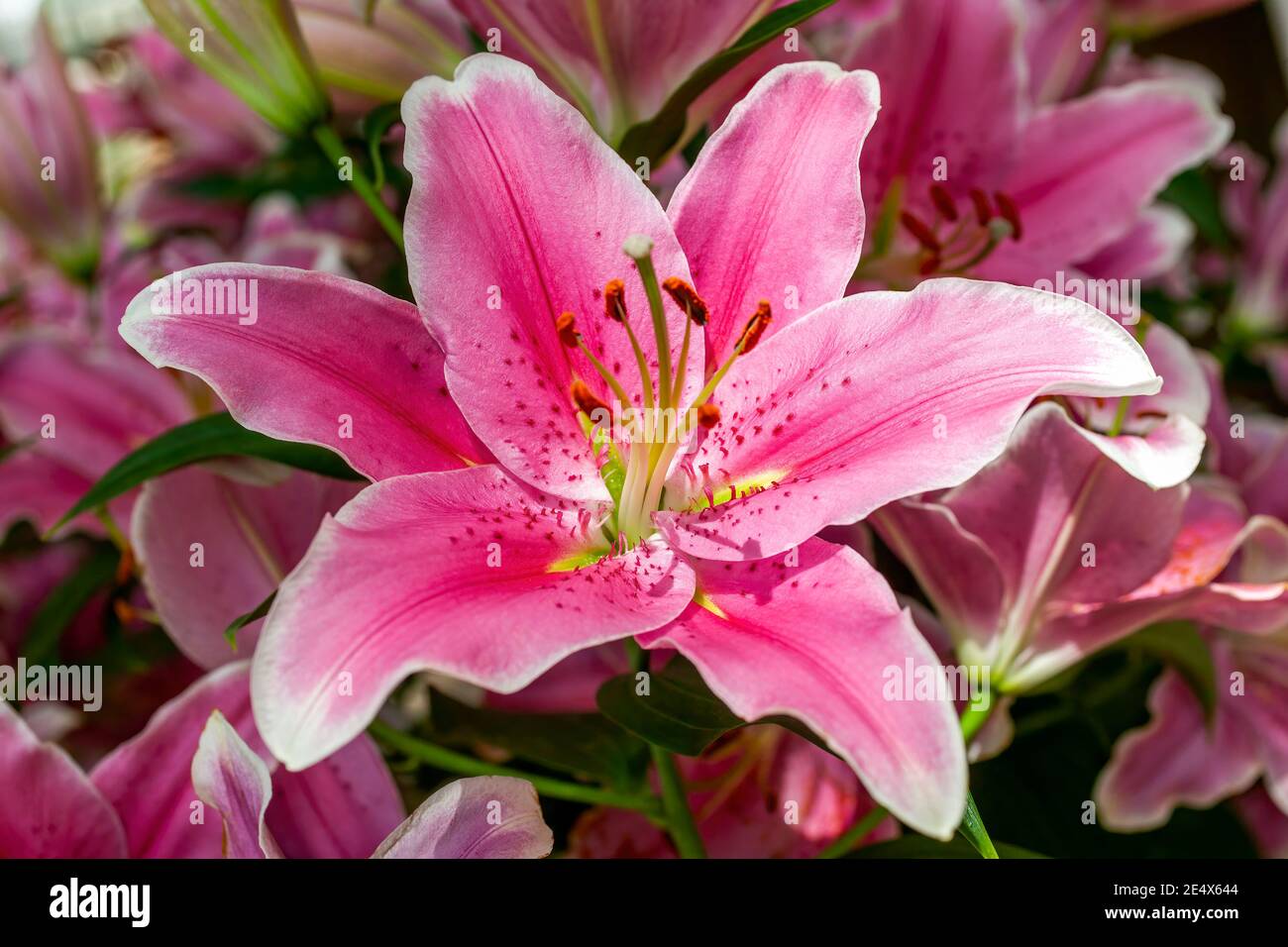 Lily 'Sorbonne' (lilium) a spring summer flowering bulbous plant with a