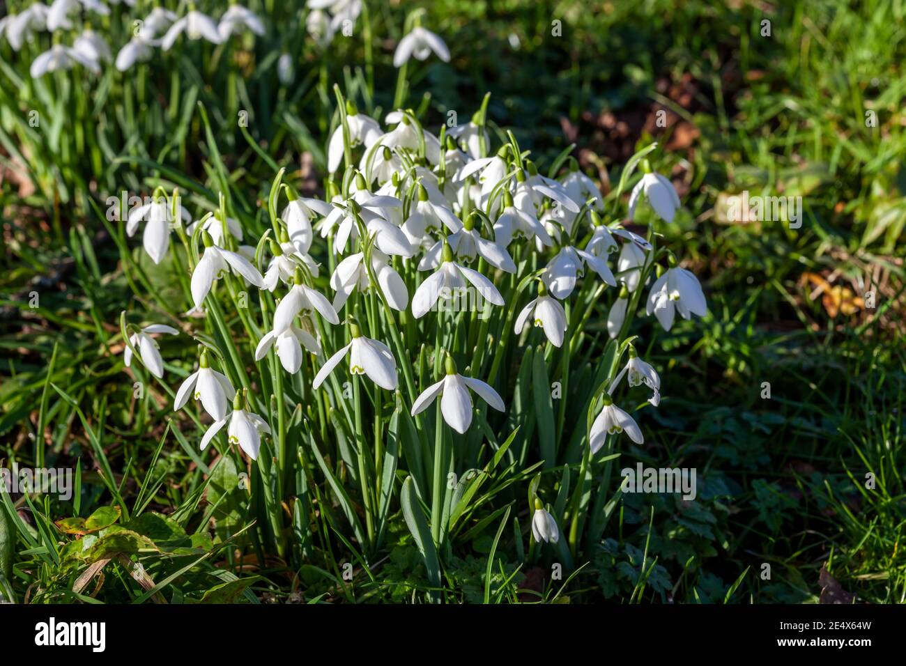 Snowdrops (galanthus) an  early winter spring flowering  bulbous plant with a white springtime flower which opens in January and February in a woodlan Stock Photo