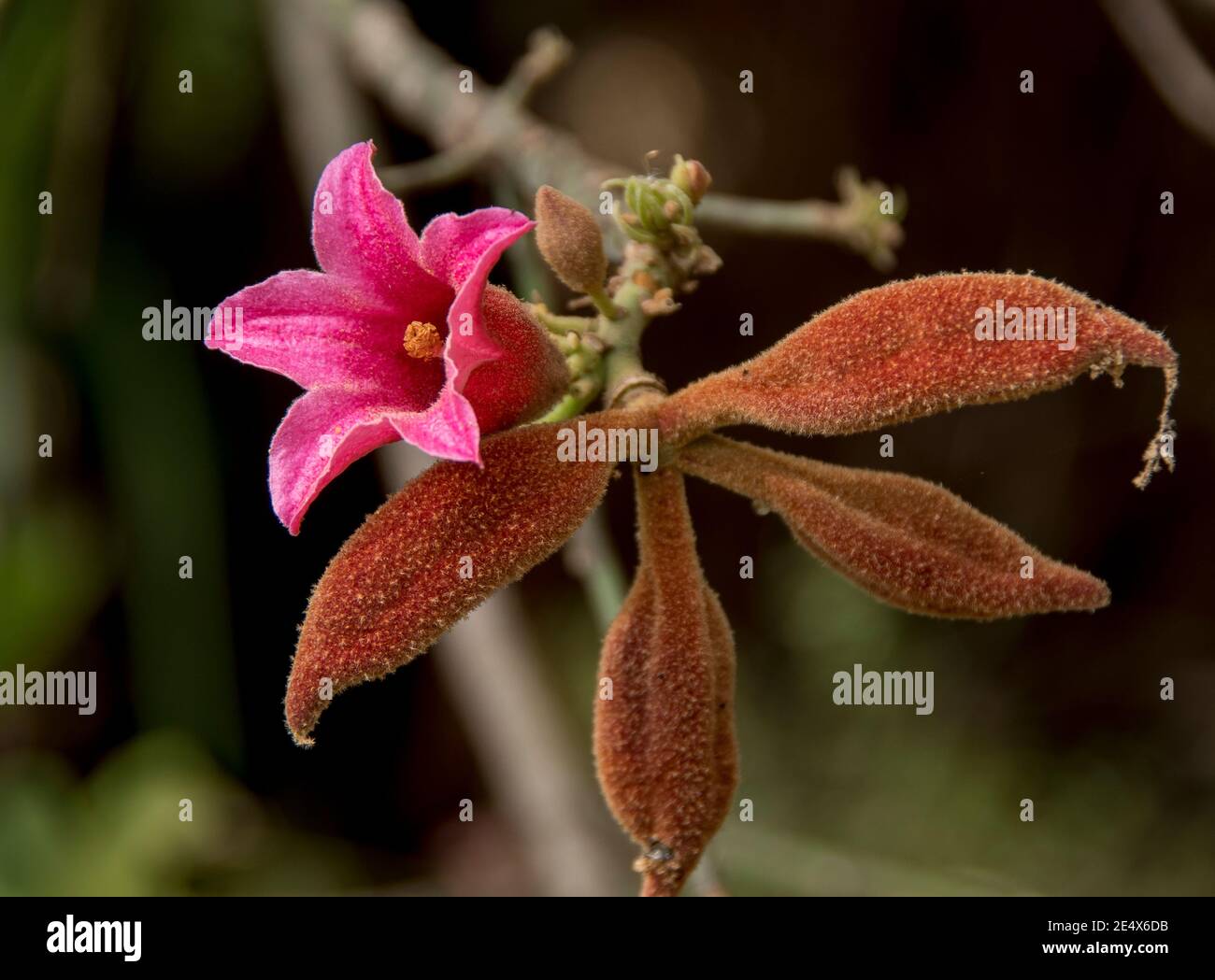 Flower seed pods hires stock photography and images Alamy