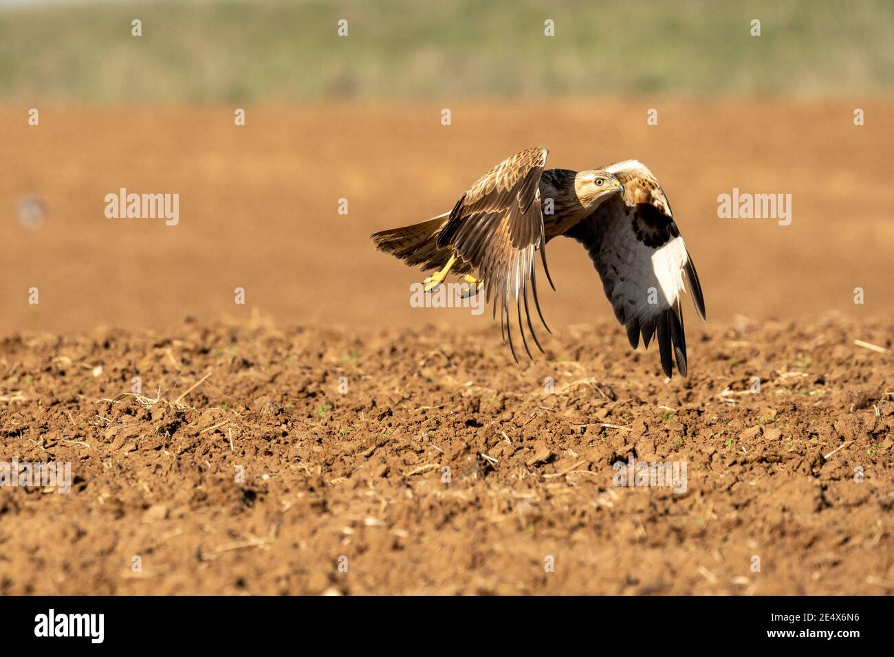 Longlegged buzzard (Buteo rufinus) in flight. This large bird of prey