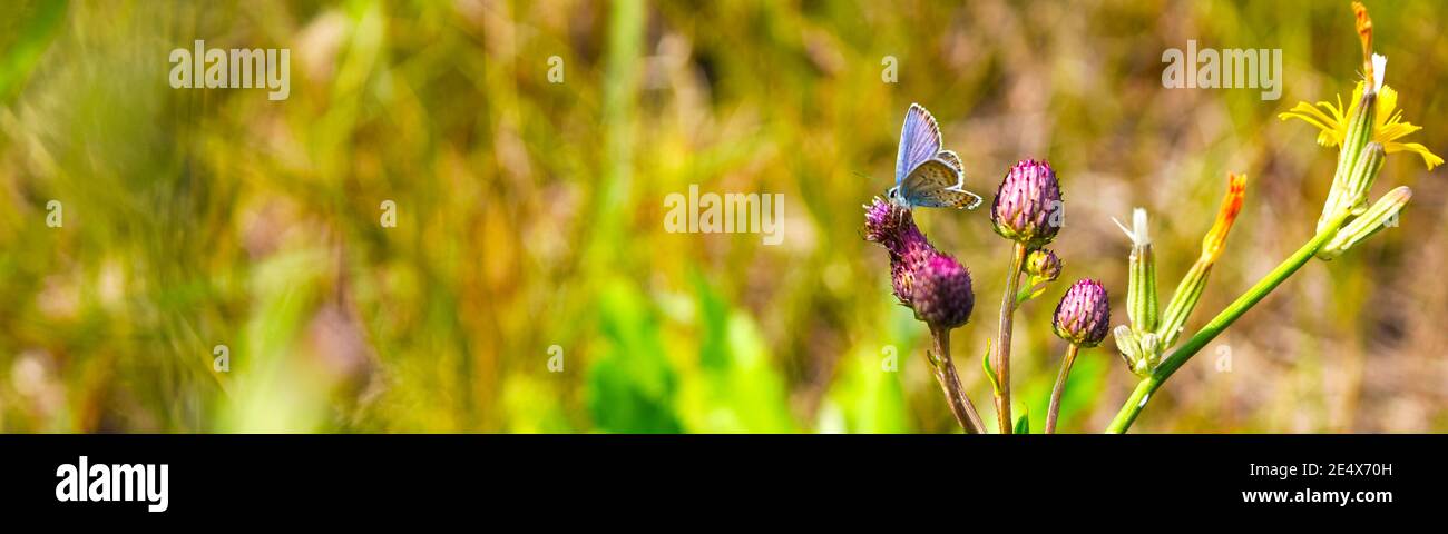 Beautiful blue butterflies - Polyommatus Icarus close-up sitting on flower in summer wildflower field. Summer natural landscape with copy space for yo Stock Photo