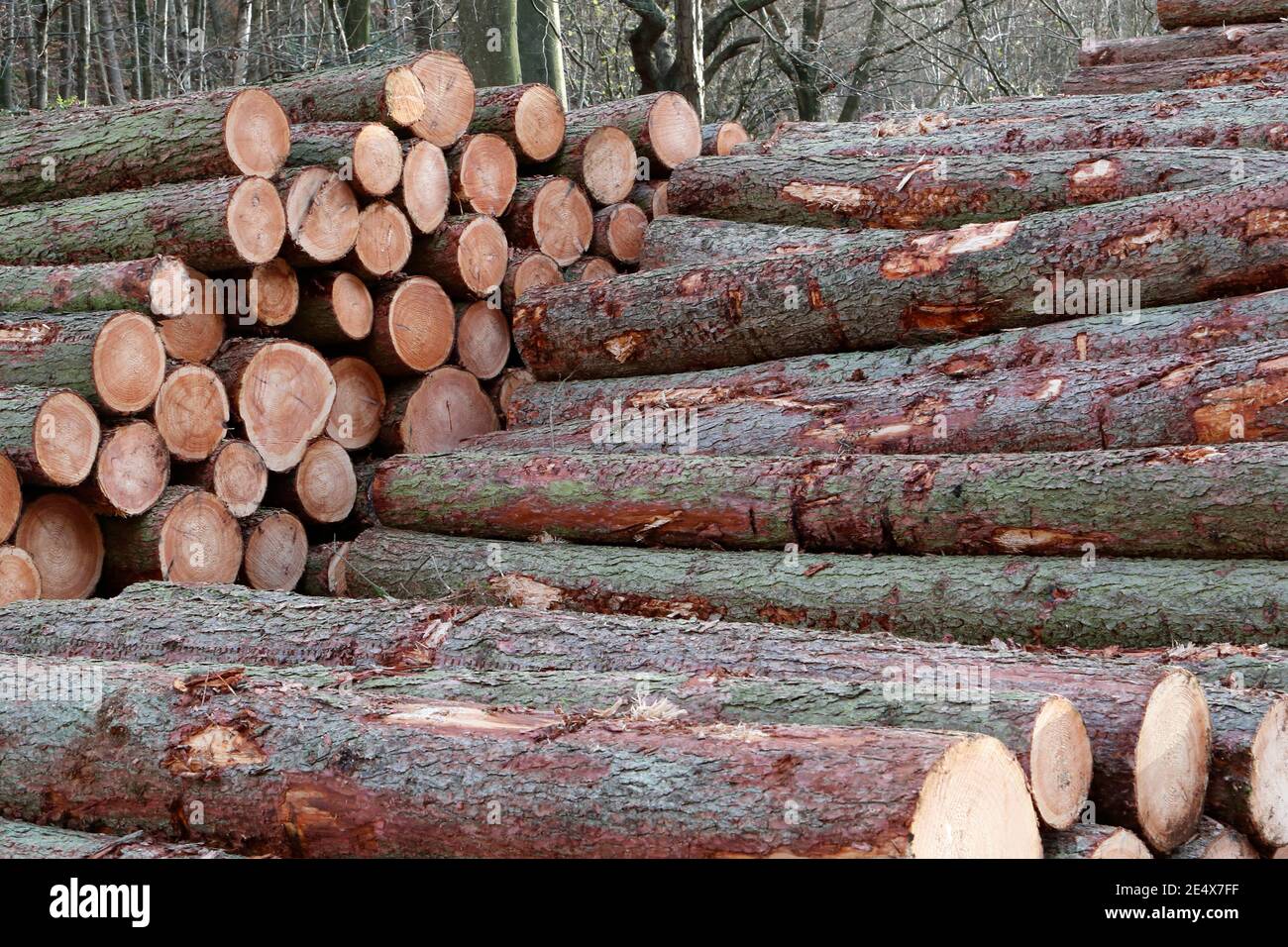 Timber stacked in the Yorkshire Waters Lindley Wood Reservoir area