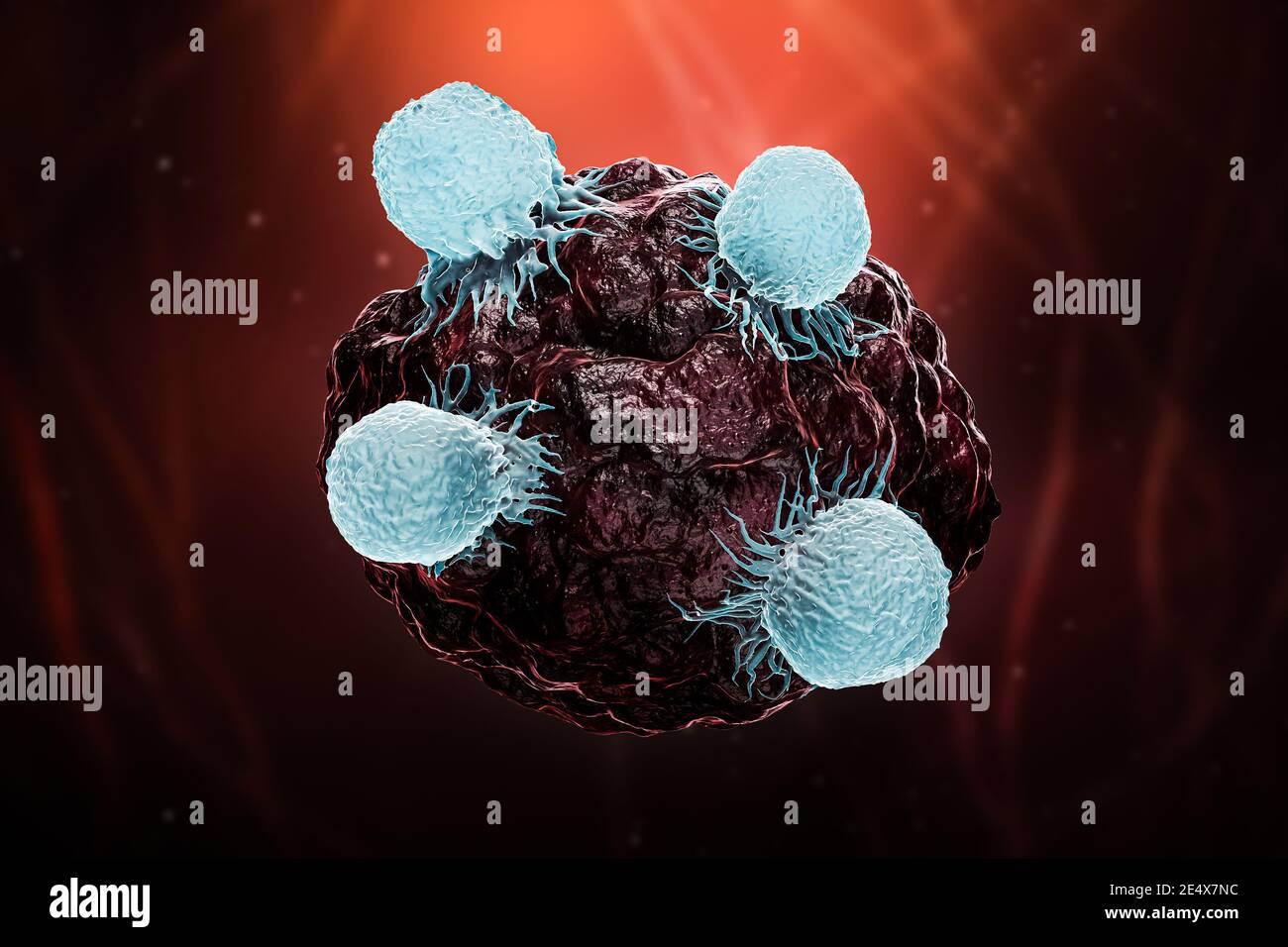 White blood cells or T lymphocytes or natural killer T attack a cancer or tumor or infected cell 3D rendering illustration. Oncology, immune system, b Stock Photo