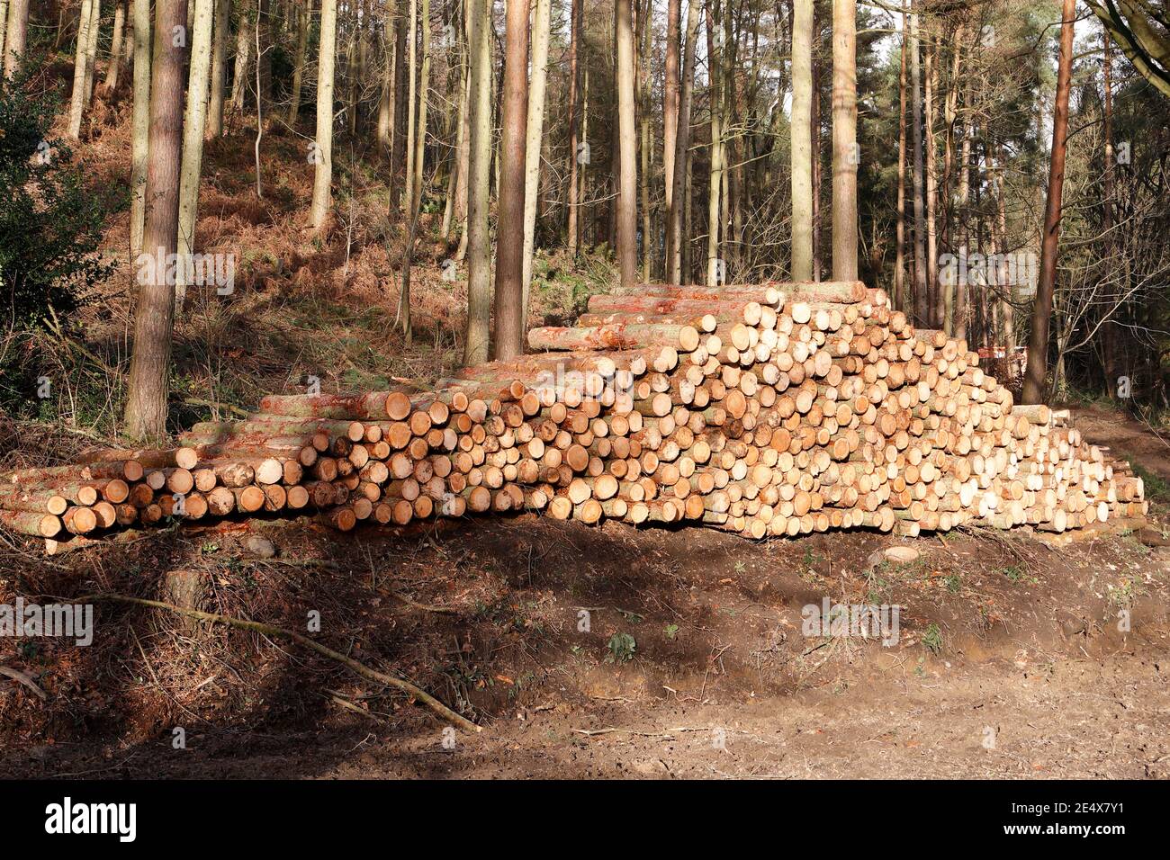 Timber stacked in the Yorkshire Waters Lindley Wood Reservoir area