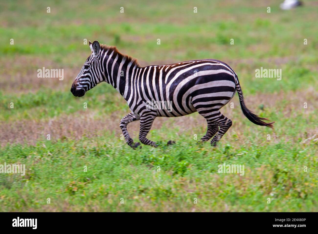 Zebra grass single hi-res stock photography and images - Alamy