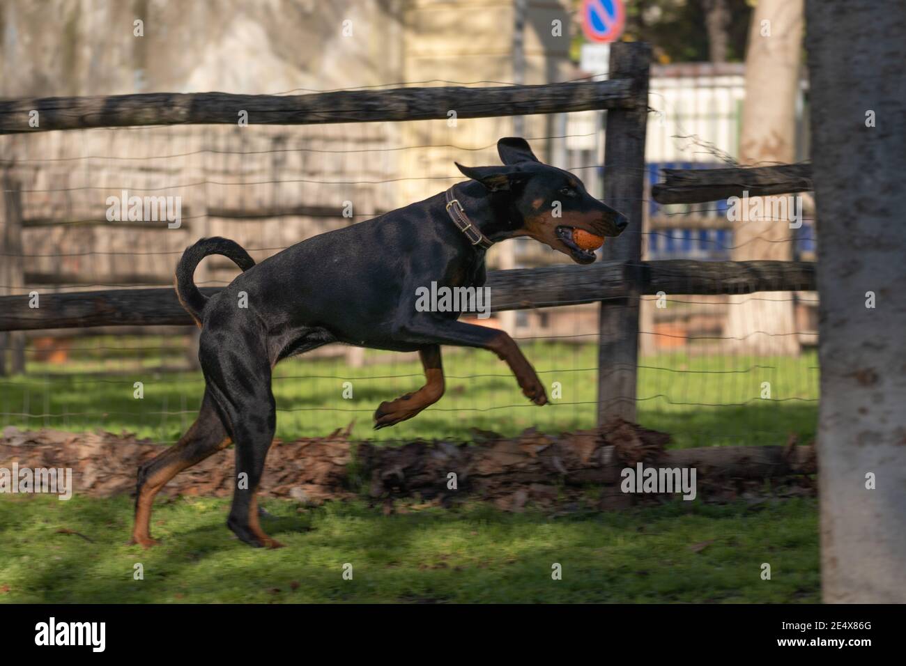 Dobermann pincher playing in the park Stock Photo