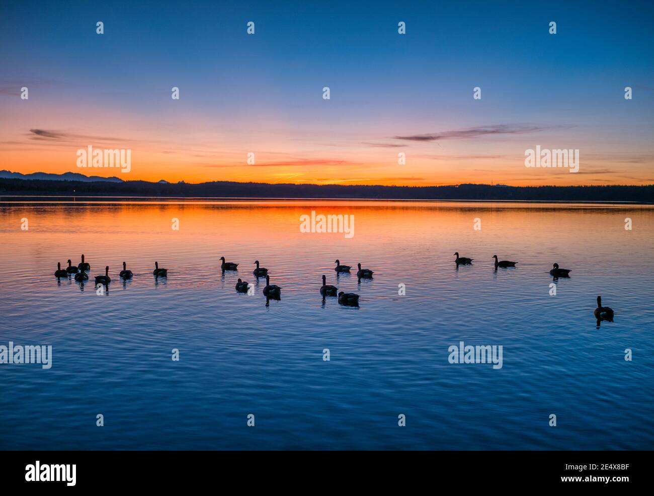 Wild geese in the sunset on Lake Starnberg, Fuenfseenland, Upper Bavaria, Bavaria, Germany, Europe Stock Photo