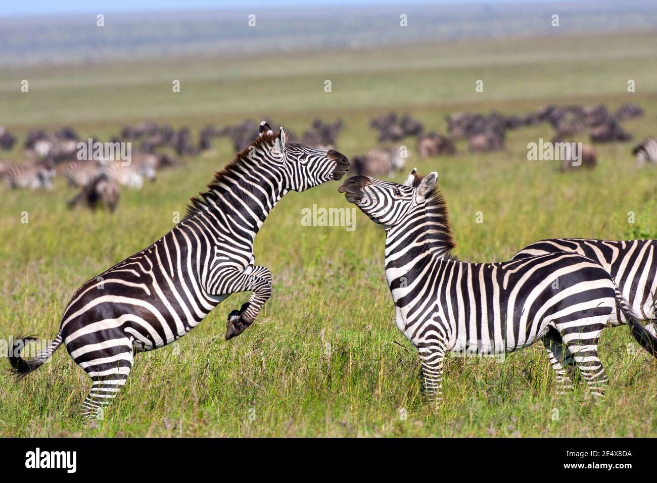 Two burchell's zebra fighting hires stock photography and images Alamy