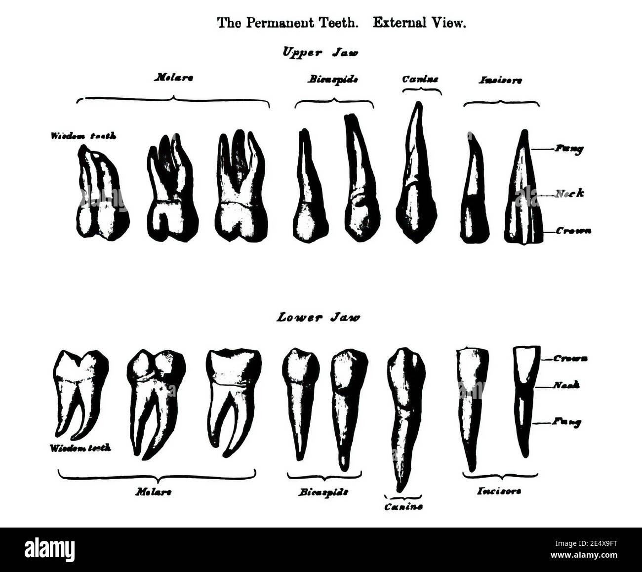 Illustration of the external view of two rows of permanent teeth 19th