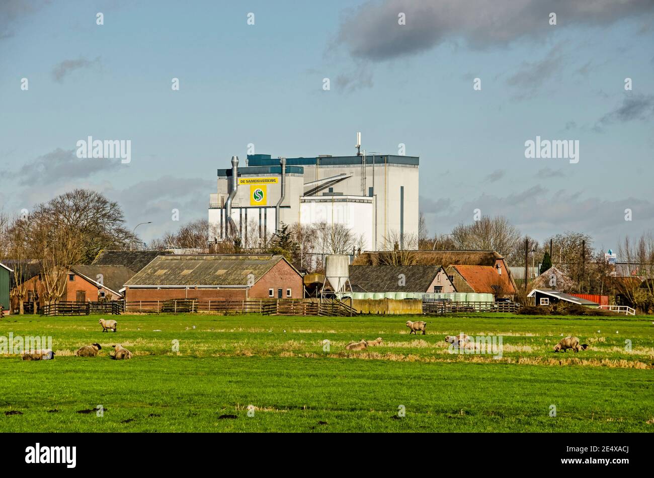 Haastrecht, The Netherlands, January 22, 2021: polder landscape with meadows, sheep, farm buildings and in the background the cattlefeed factory Stock Photo