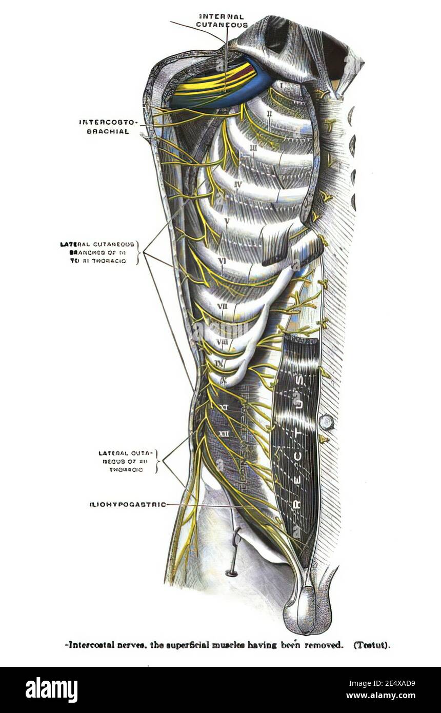 Page from a 19th-century anatomy textbook explaining the structure of ...
