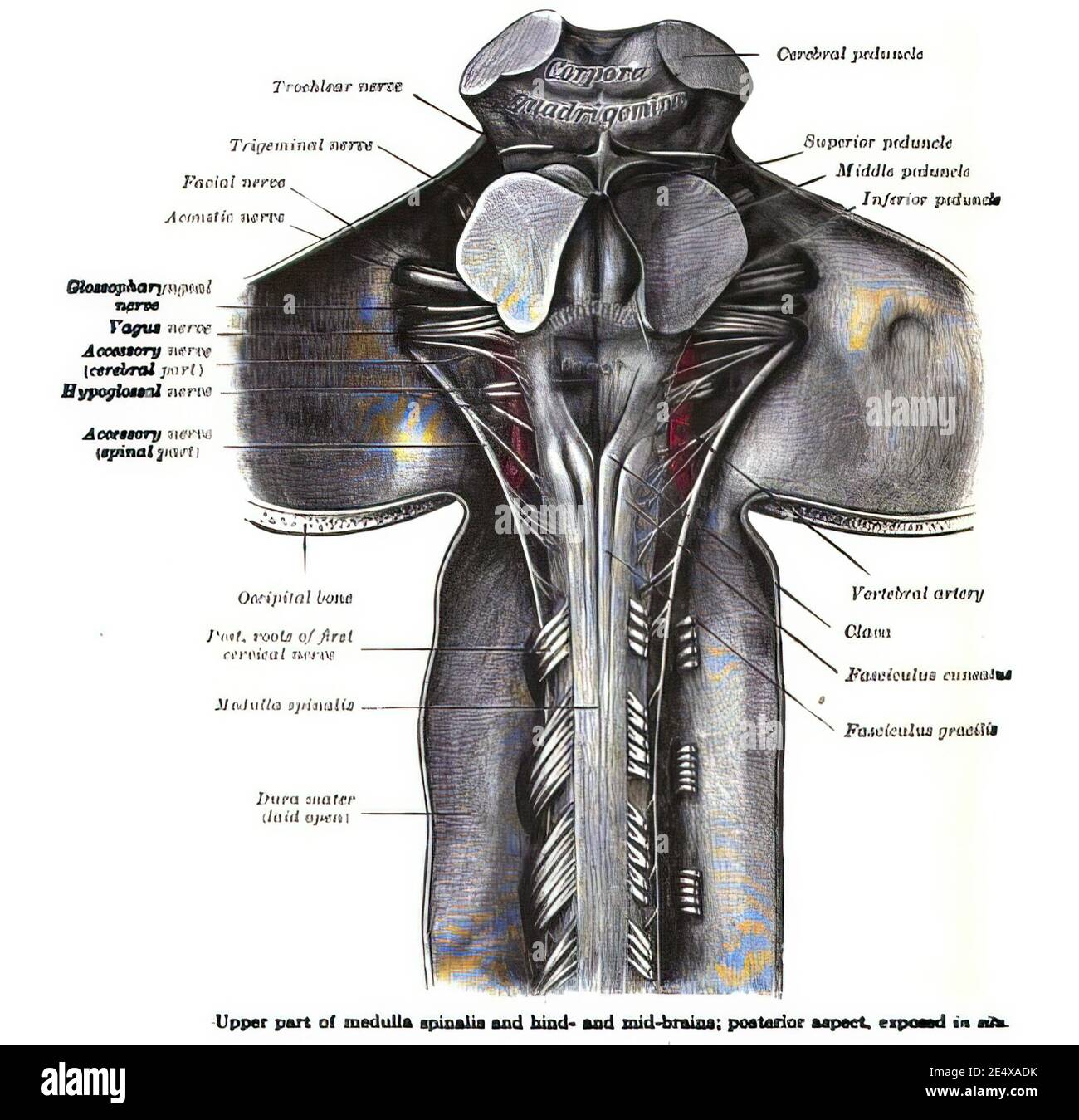 Page from a 19th-century anatomy textbook showing the structure of the medulla spinalis Stock Photo