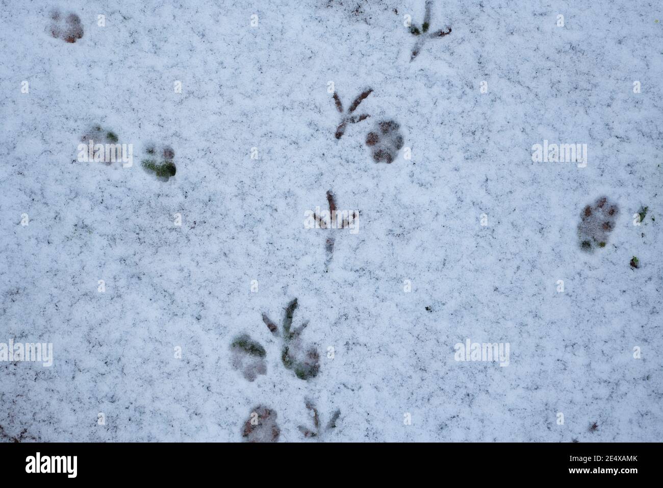 Possum Footprints In Snow