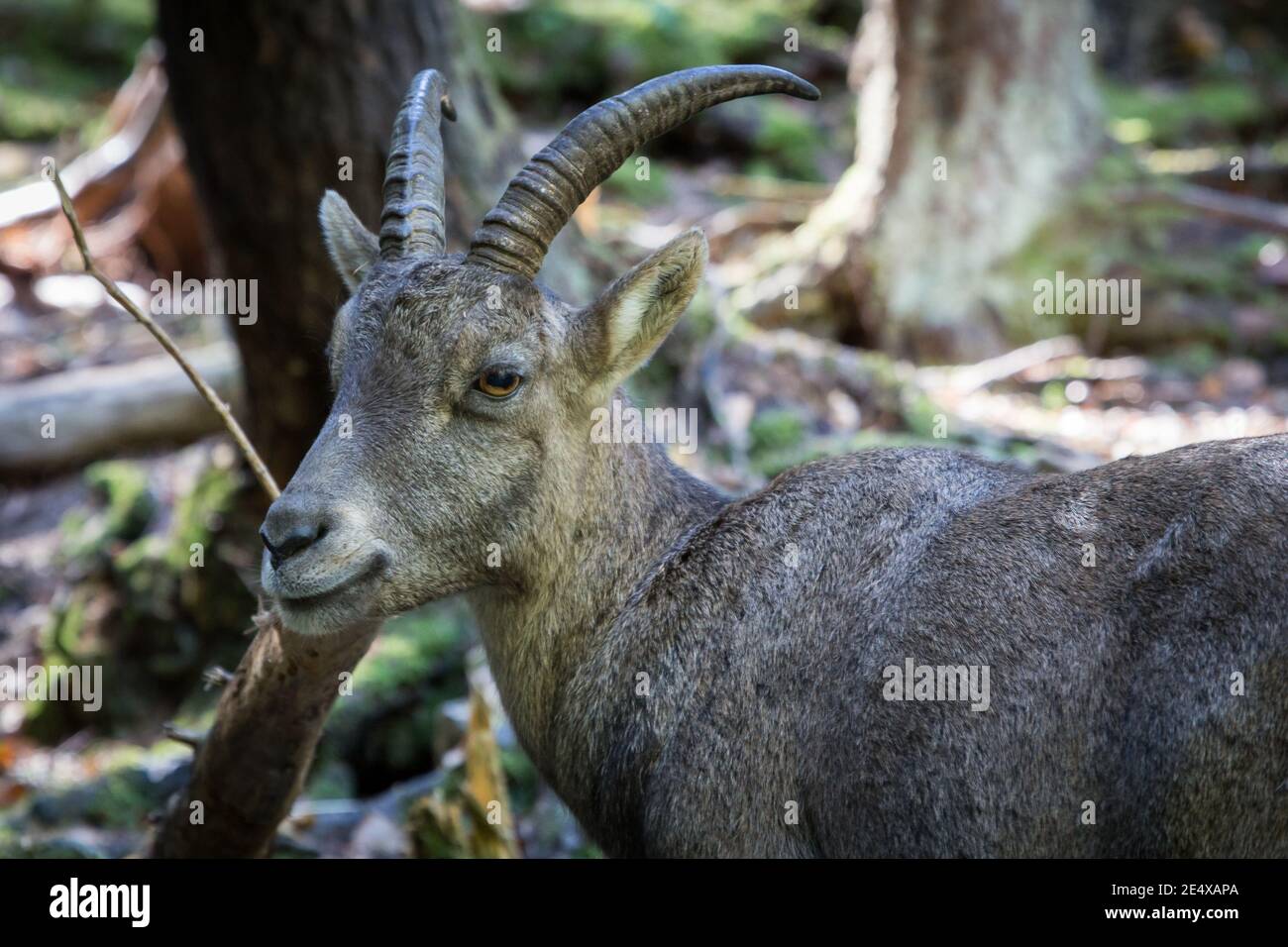 Mesmerizing shot of ibex Capricorn looking back in the woods and mountains of Austria Stock Photo