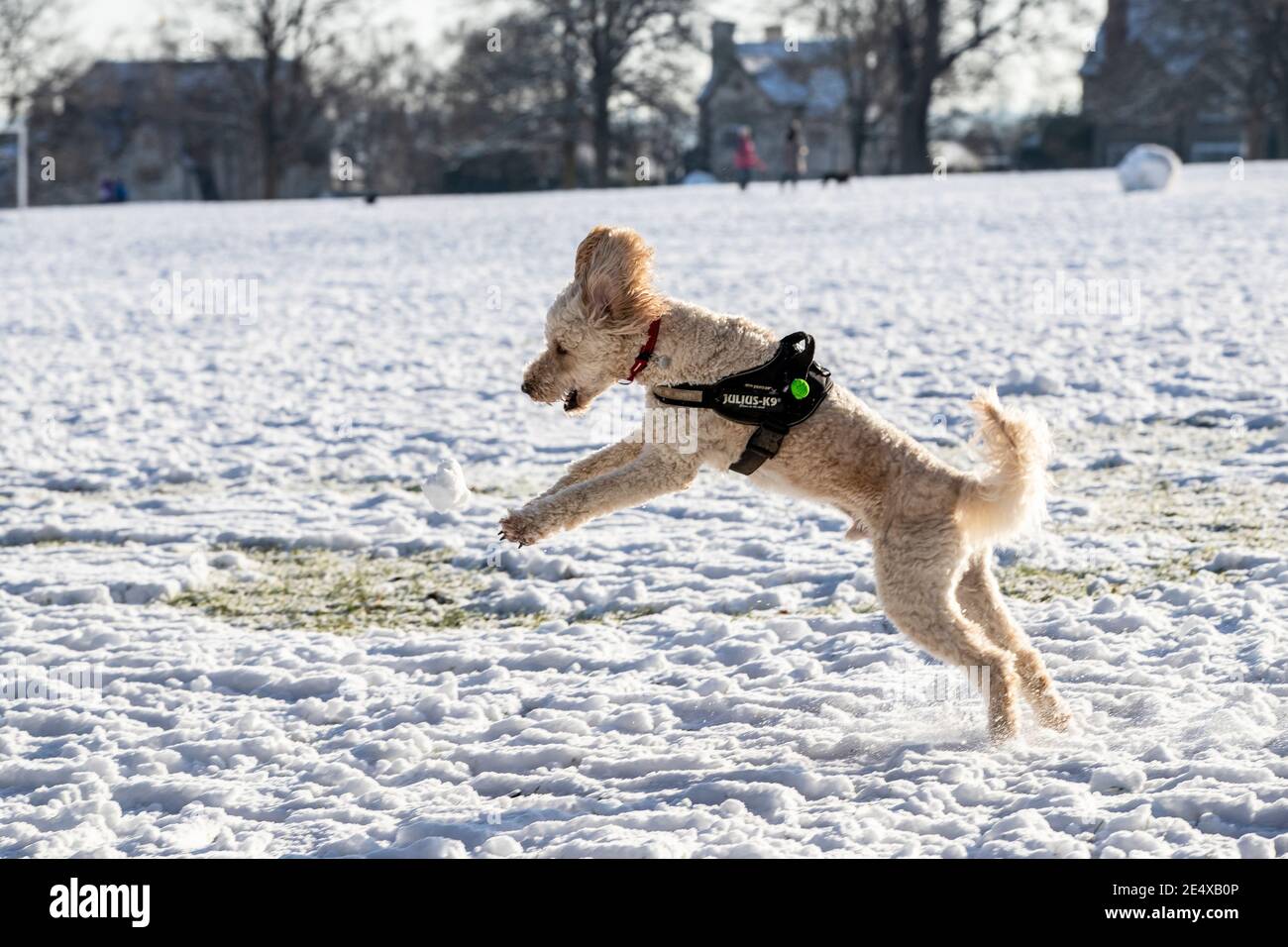julius k9 cocker spaniel