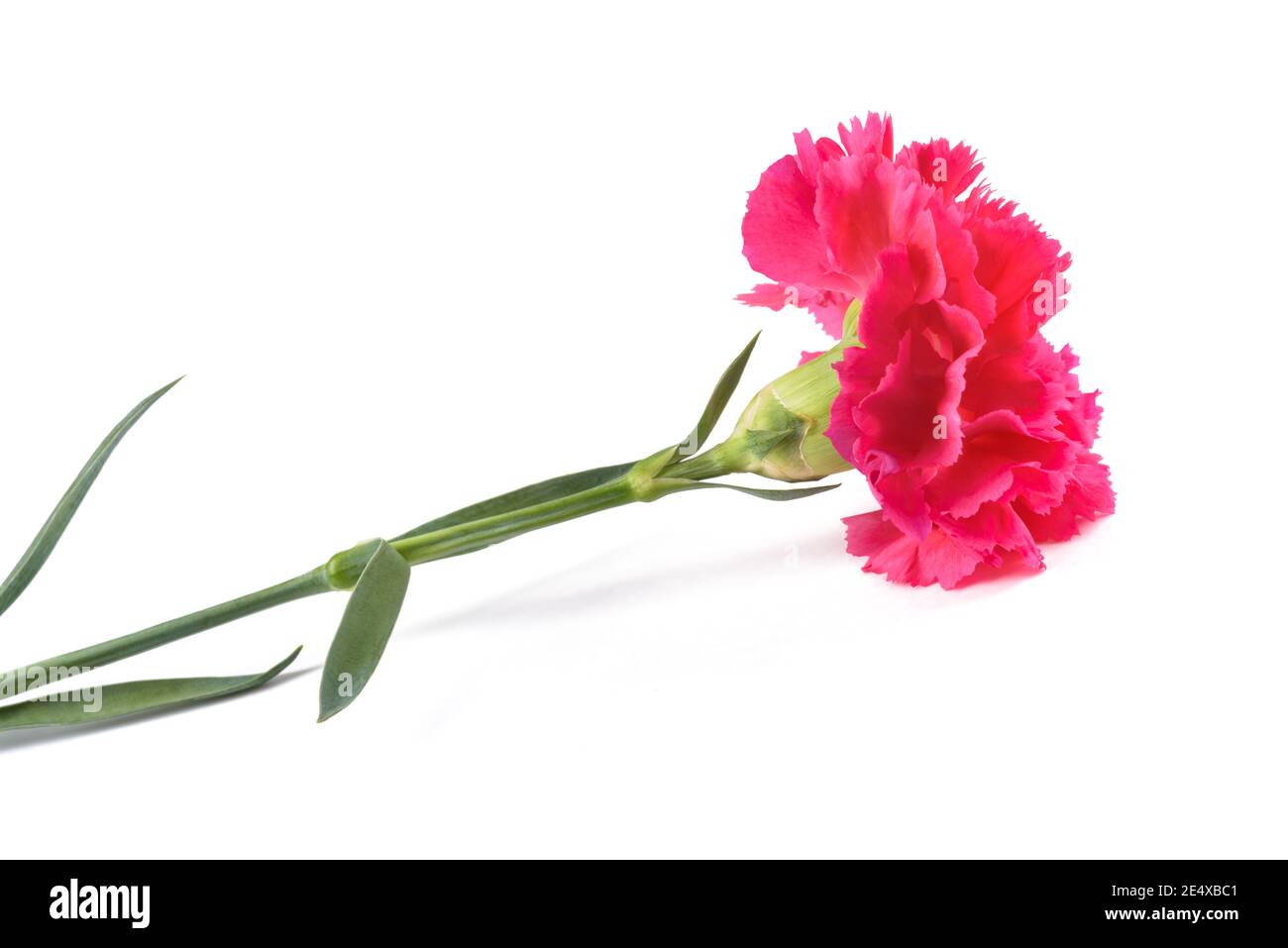 Pink carnation isolated on white background Stock Photo - Alamy