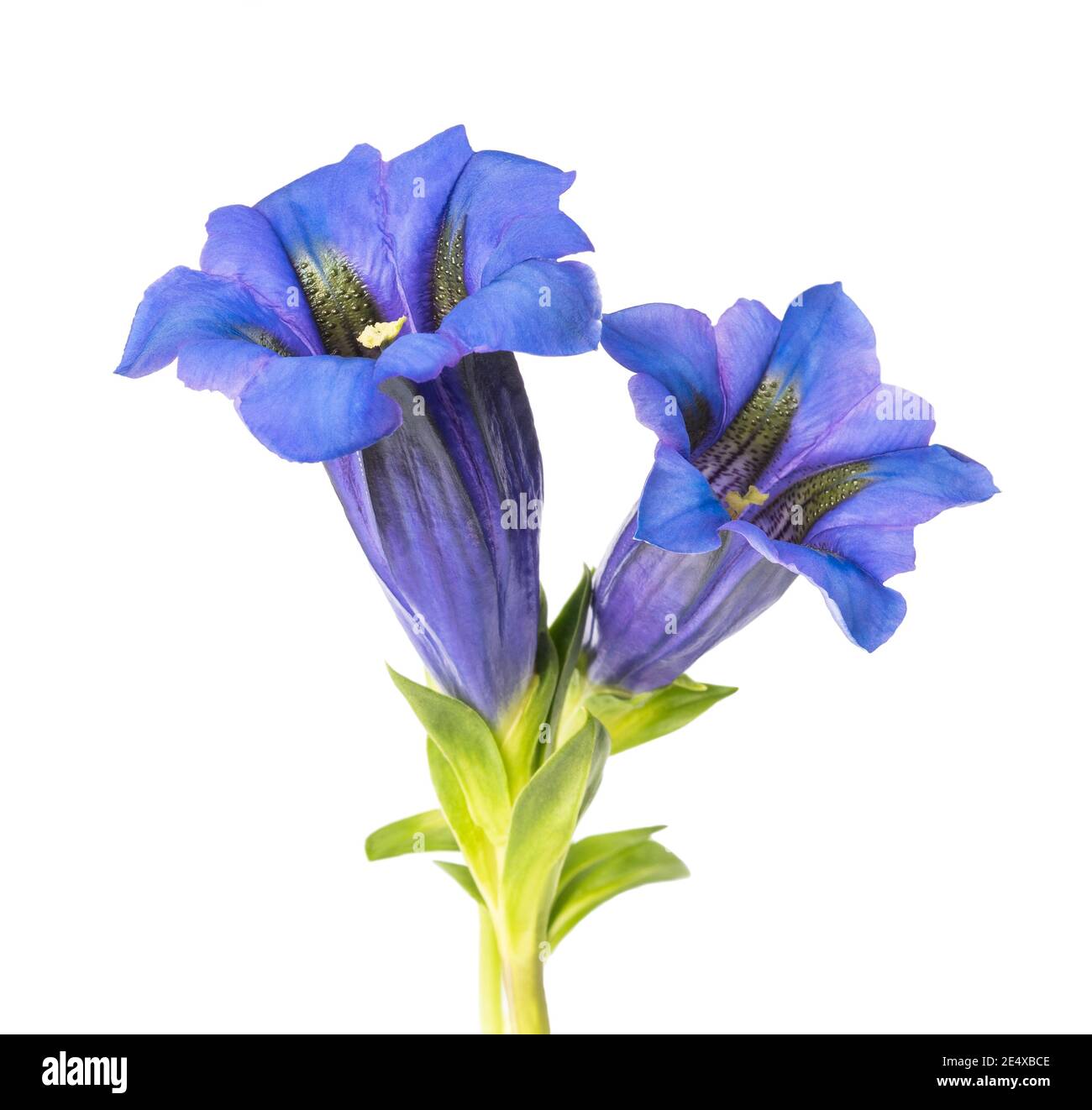Gentian flowers ( Gentiana acaulis ) isolated on white Stock Photo Alamy