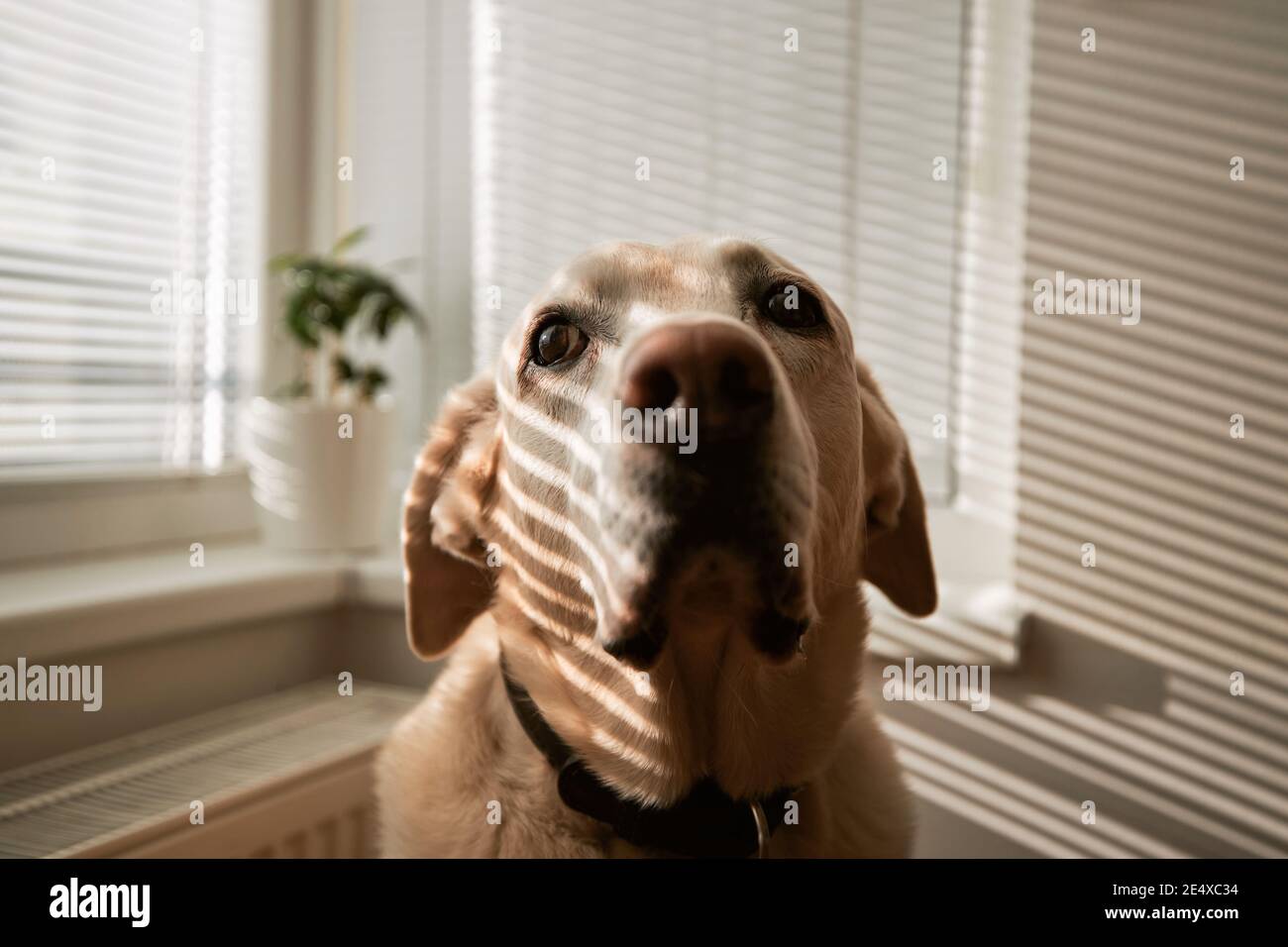 Shadow falling on cute labrador retriever at home. Portrait of old dog in morning light. Stock Photo