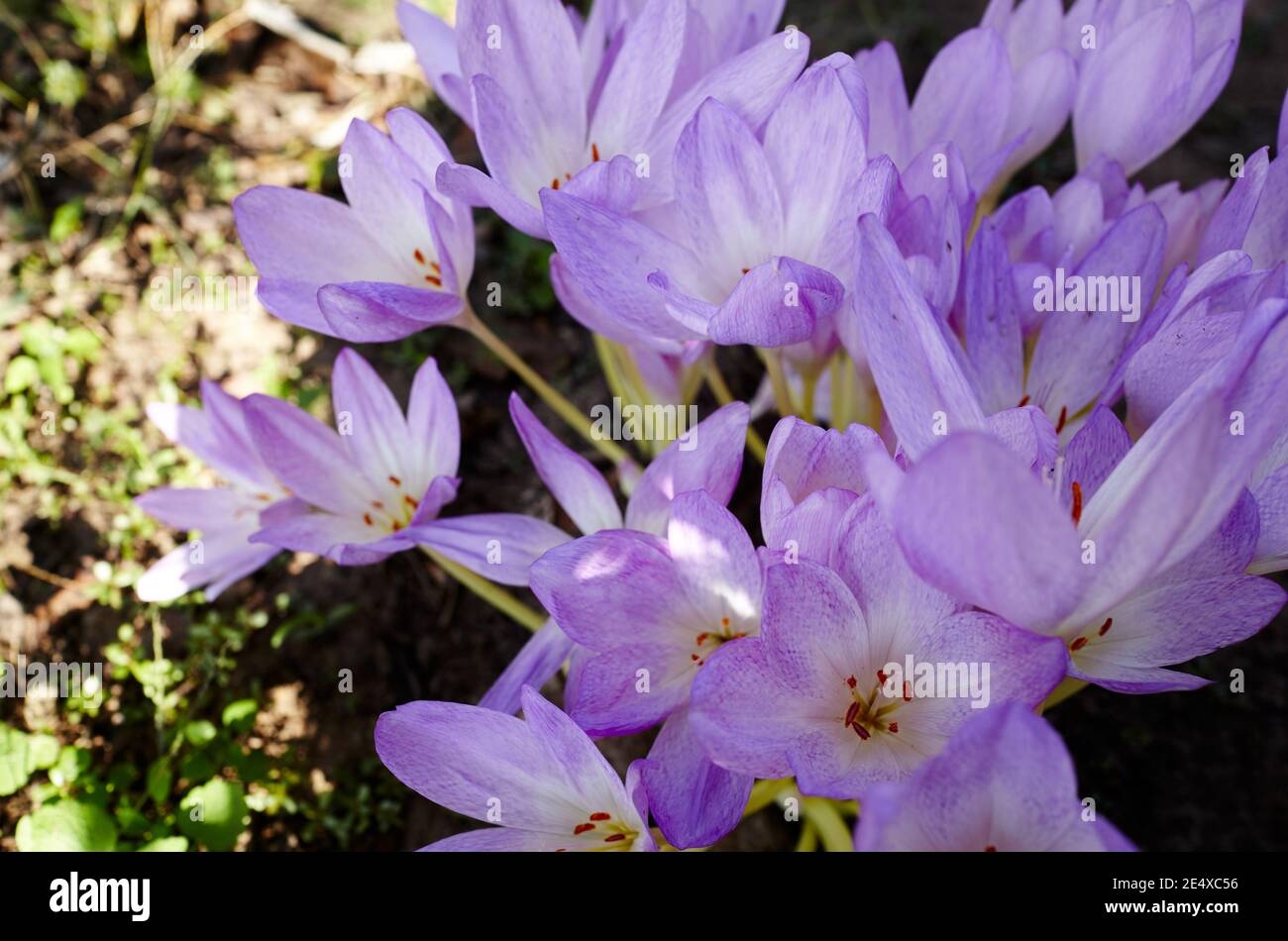 Purple blooming colchicum autumnale flowers - Autumn flower under early morning soft sunlight. Family name Colchicaceae, Scientific name Colchicum. Se Stock Photo