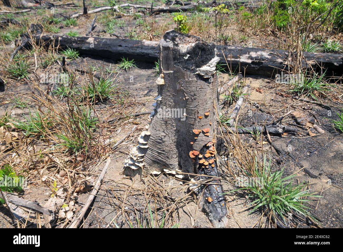 Amazonian Rain forest fire, Brazil 2020 Stock Photo