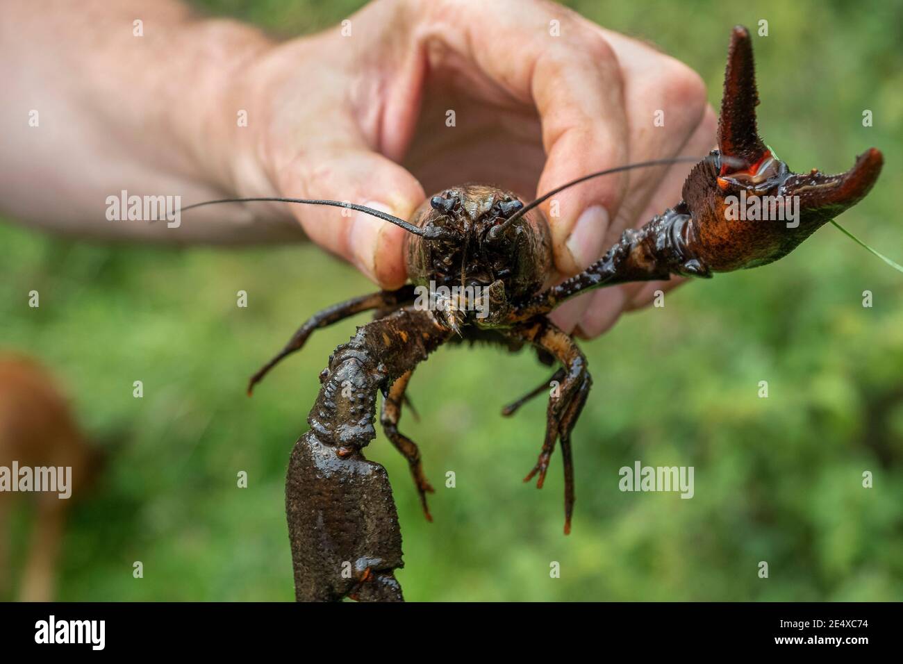 Astacus astacus, the European crayfish, noble crayfish, or broad-fingered crayfish, is the most common species of crayfish in Europe. , beatiful photo Stock Photo