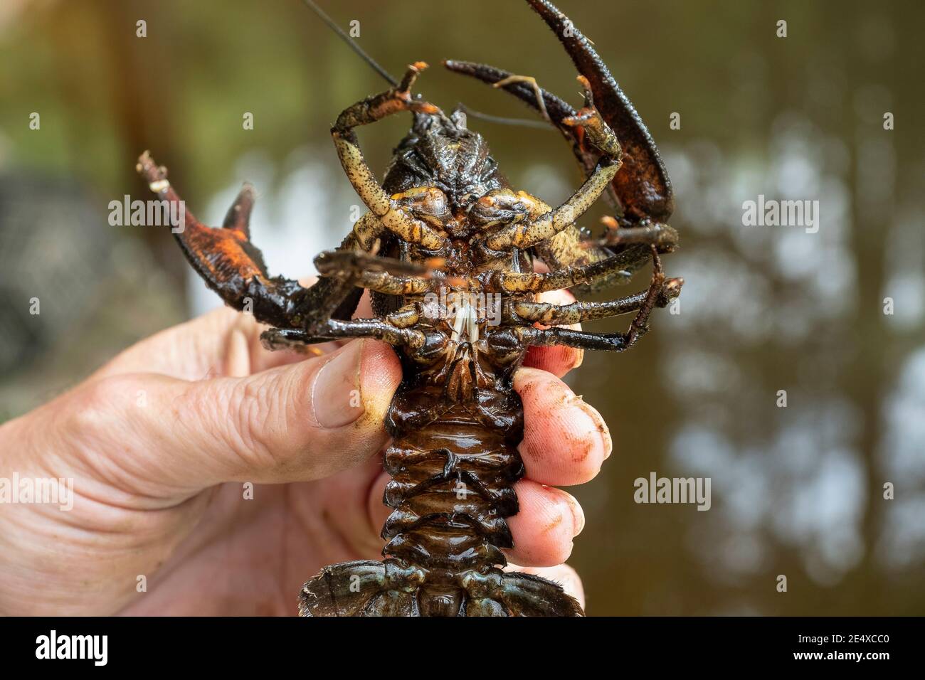Astacus astacus, the European crayfish, noble crayfish, or broad-fingered crayfish, is the most common species of crayfish in Europe. , beatiful photo Stock Photo