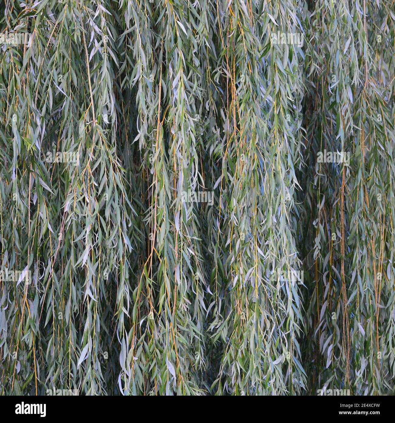 White willow tree (salix alba) branches, large detailed vertical textured foliage pattern closeup, green branch texture in detail, salicin concept Stock Photo