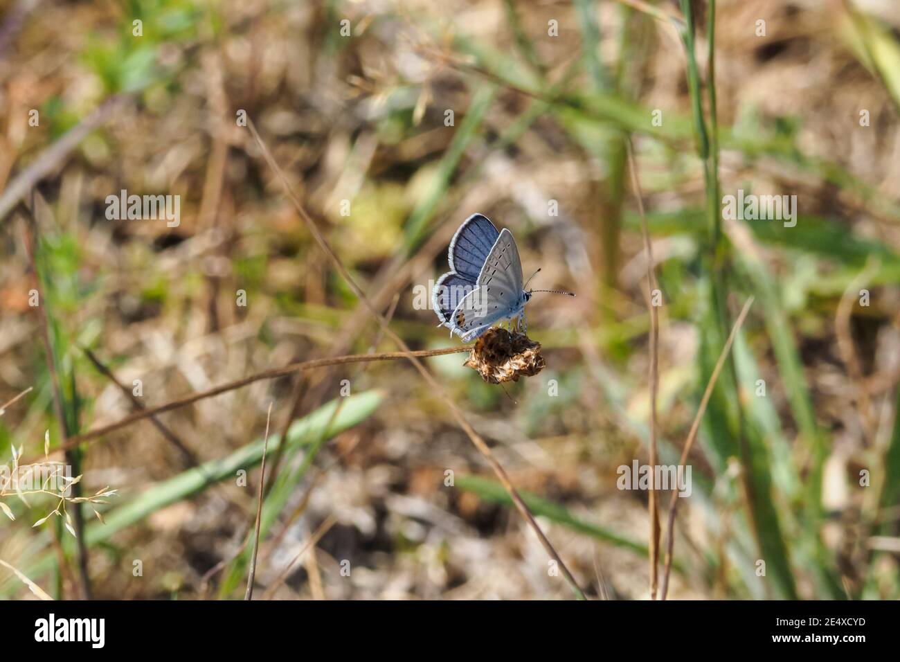 The short-tailed blue or tailed Cupid (Cupido argiades) is a butterfly that forms part of the family Lycaenidae. , beatiful photo Stock Photo