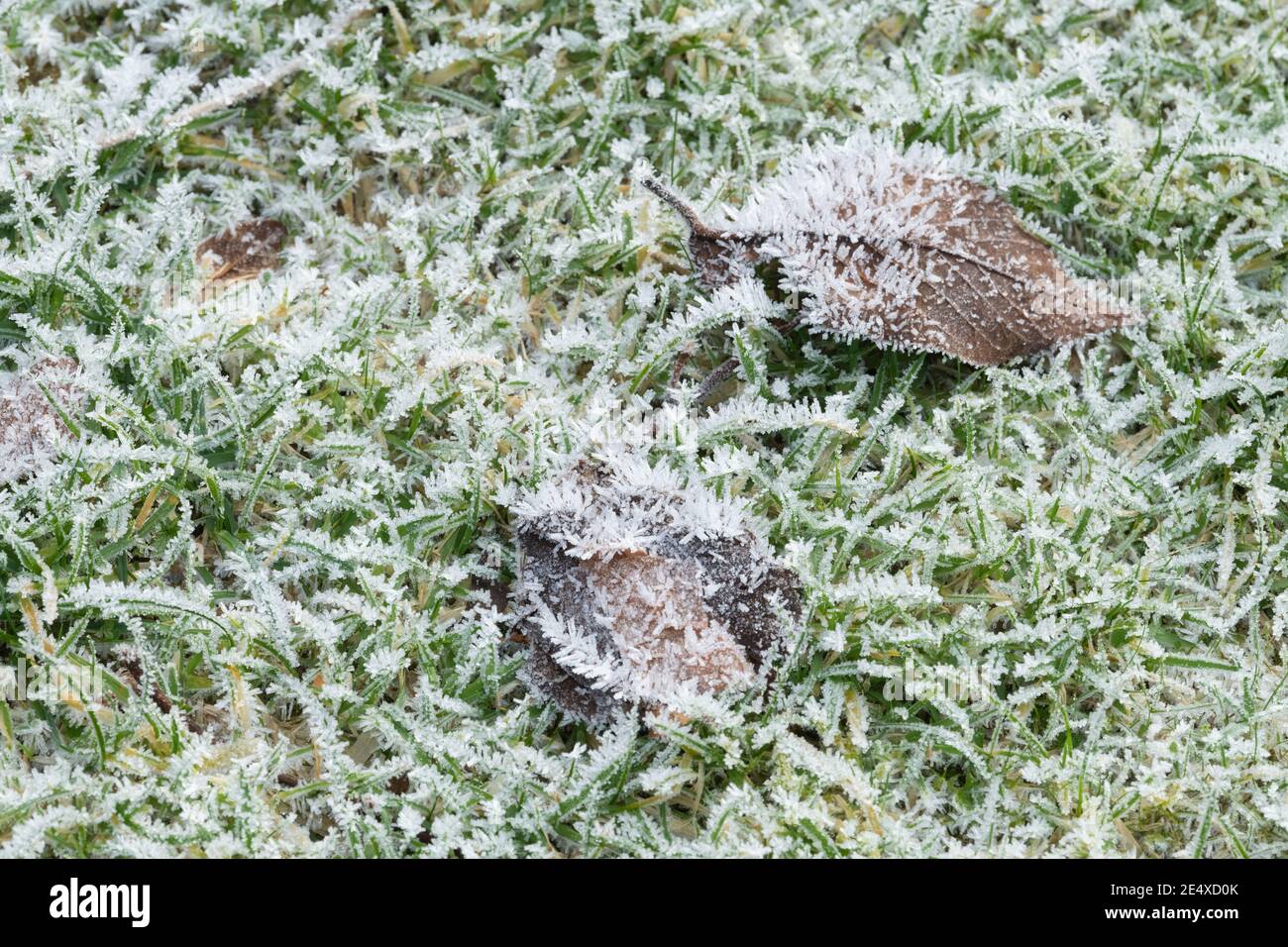 Lawn and autumn leaves covered in frost - UK Stock Photo