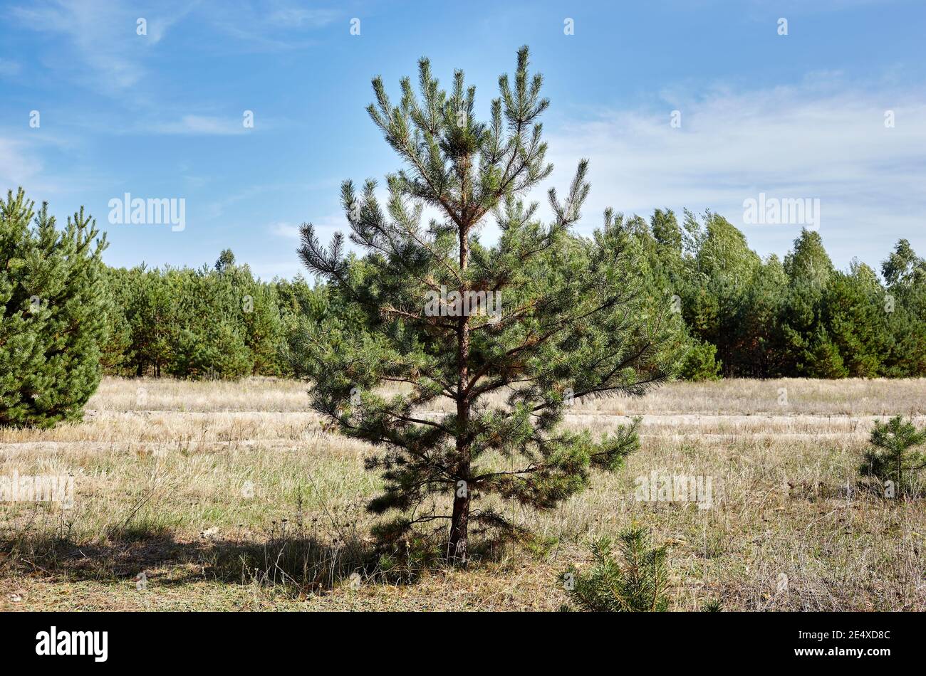 Conifer tree on edge of the forest against a blue sky on a sunny day. Beautiful nature landscape Stock Photo