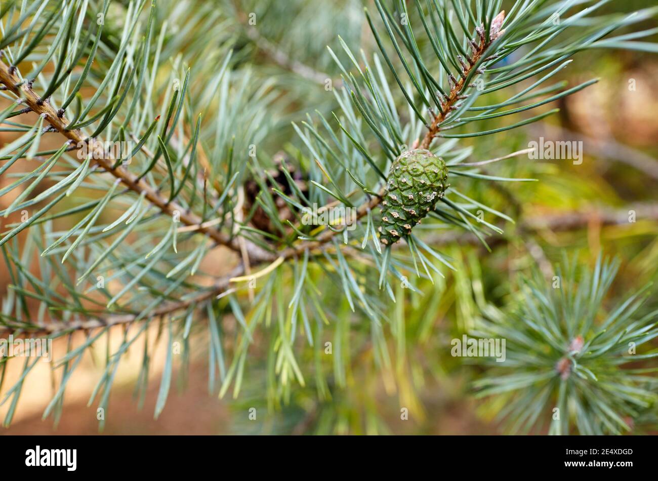 Pine tree cone needles hi-res stock photography and images - Alamy